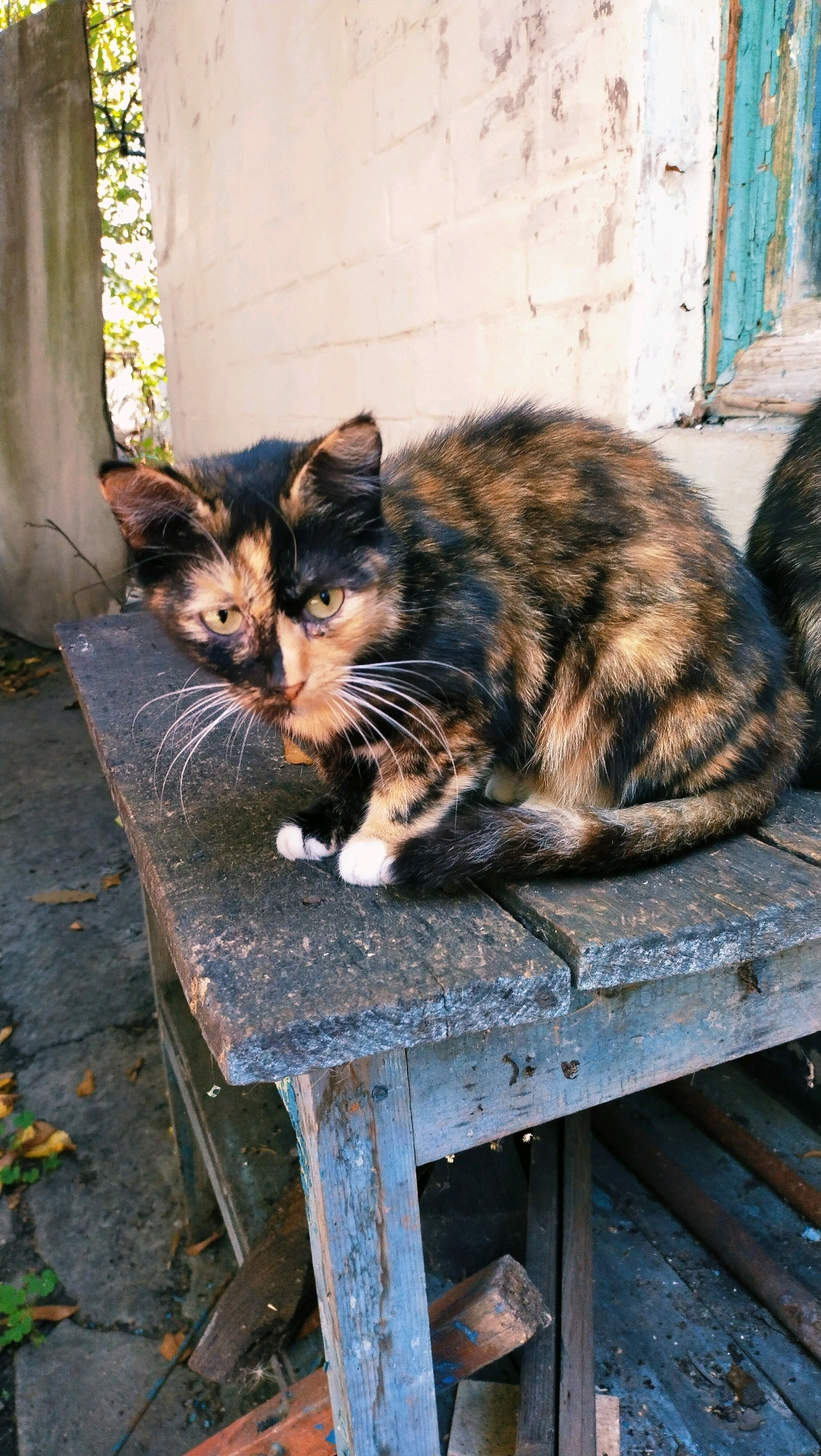 A tortoiseshell cat with white paws sits on a rustic wooden table, its fur a mix of black, brown, and orange. The cat's gaze is directed slightly to the left, with its eyes a striking yellow. The table appears weathered, made of rough, dark wooden planks. Behind the cat, a white brick wall with some peeling paint is visible, alongside a weathered wooden structure with peeling blue paint. The ground beneath the table is a mix of cracked concrete and dirt, with some fallen autumn leaves scattered about. The scene is outdoors, likely in a backyard or alleyway. There is no indication of the city of Horishni Plavni, Ukraine within the image itself.