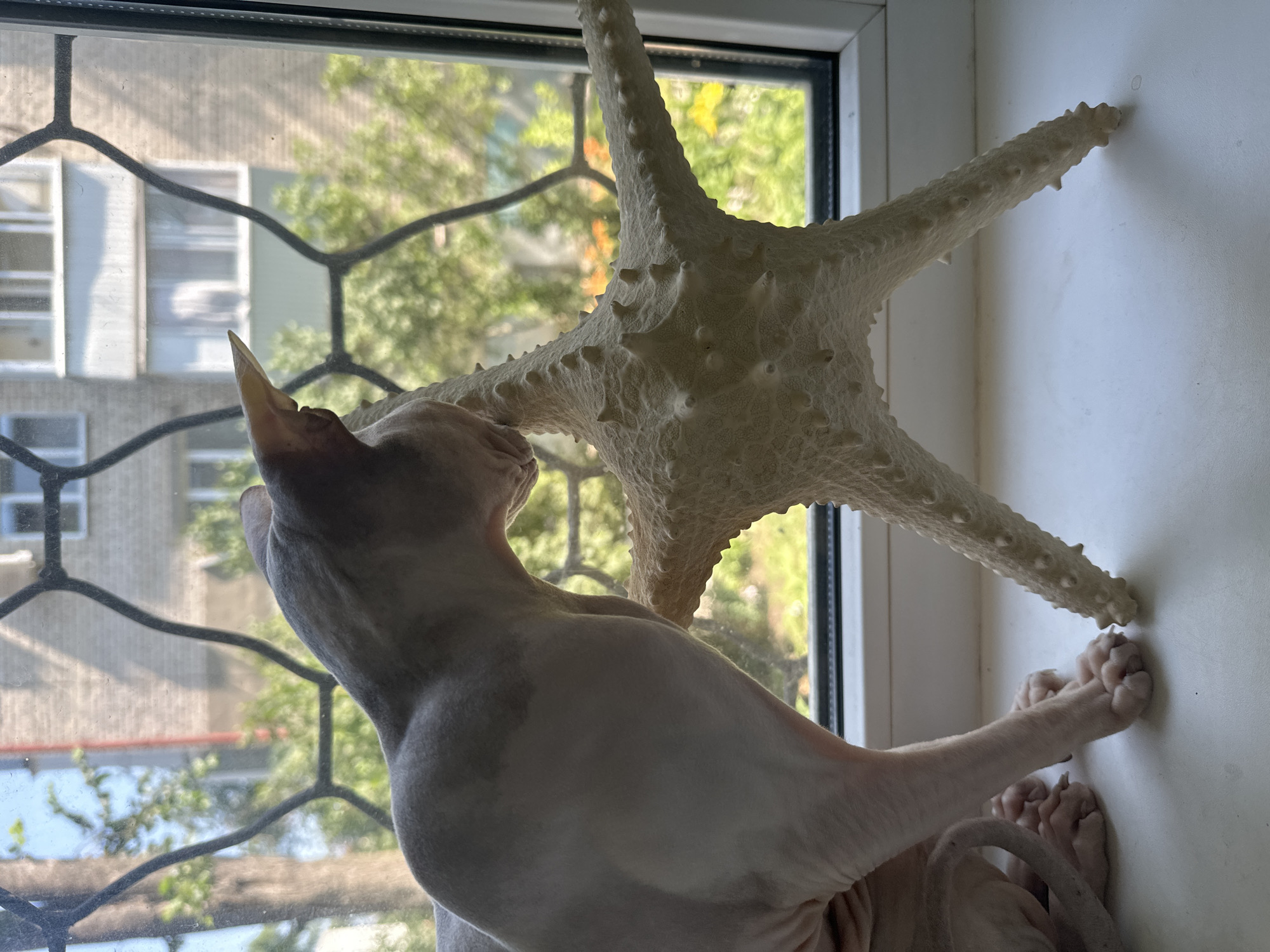 A light-colored Sphynx cat is seated on a white windowsill, facing left and looking at a large, textured, light-colored starfish positioned in front of it. The cat's skin appears wrinkled, with some darker markings on its back. Its paws are visible on the windowsill. The starfish has five arms and numerous small, raised bumps.
Behind the cat and starfish is a window with a decorative, dark metal grate that has a repeating hexagonal pattern. Through the window, a blurred view of trees and buildings can be seen, suggesting an outdoor urban environment. The buildings appear to be apartment blocks with visible windows. The sky is bright, indicating daytime.
The scene is set on a windowsill within a room, with the window providing a view of the outside. The light suggests it is a sunny day. The image does not contain specific information that would allow for pinpointing the location within the city of Togliatti, Russia, beyond it being an urban setting with residential buildings and greenery.