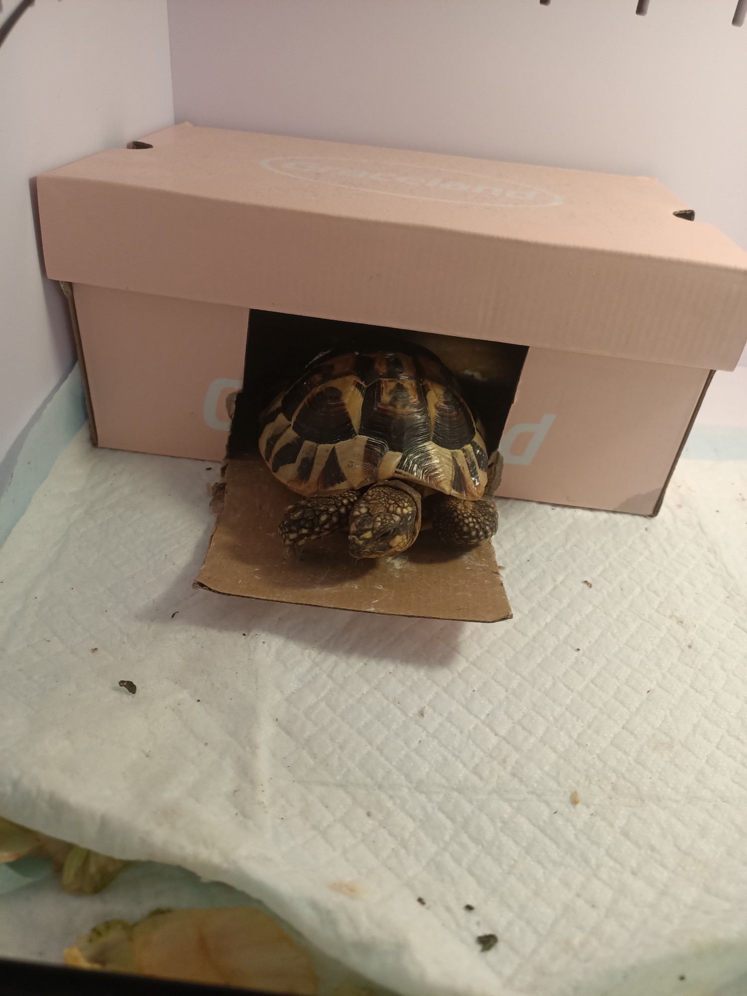 A terrestrial tortoise with a patterned shell is positioned partially inside a pink cardboard box that has been converted into a shelter. The box has a cutout opening. The tortoise is resting on a piece of brown cardboard placed on a white absorbent mat. The mat is on a flat surface. The background consists of light-colored walls.