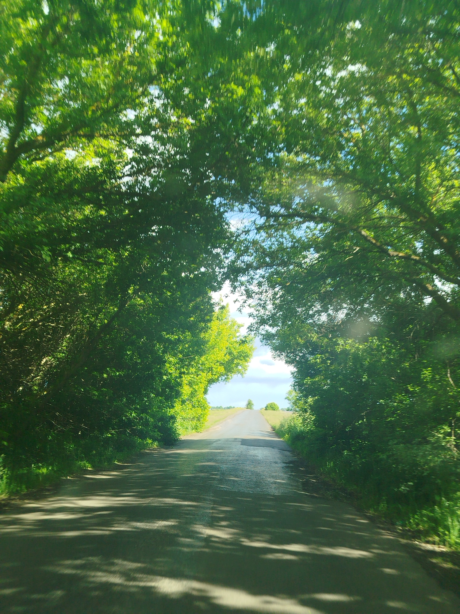 A road stretches towards a horizon, framed by a canopy of green trees and foliage on either side, potentially located near Ruda, Ukraine. The road surface appears to be asphalt, marked by shadows cast from the overhanging trees. At the end of the road, the landscape opens up to a distant field with some trees. The sky is visible in the space between the treetops.