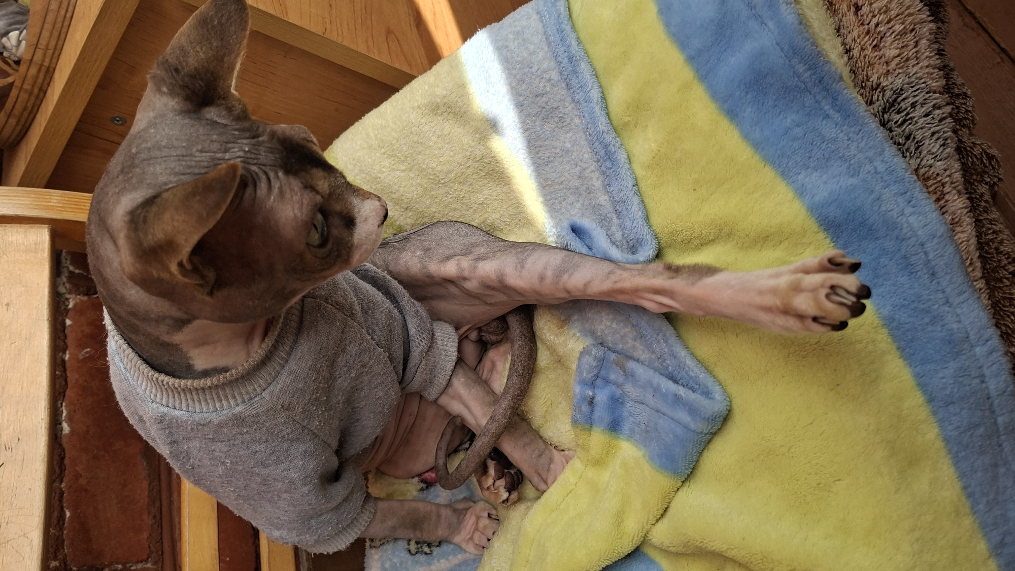 A hairless cat, wearing a gray sweater, sits on a yellow and blue striped blanket indoors. The cat is looking down and to its right. The background shows a wooden chair and a brick wall. The lighting suggests it is daytime.