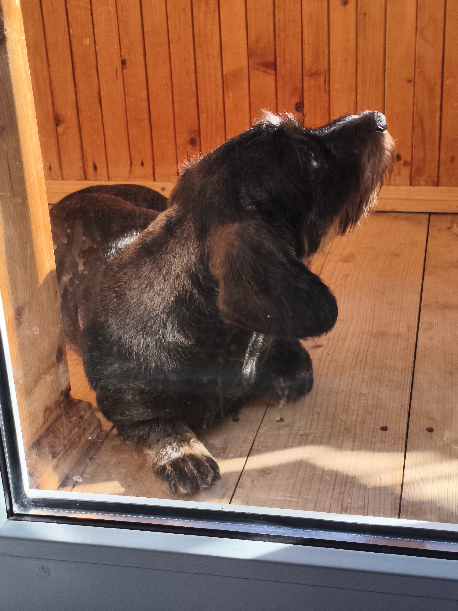A dark-haired, wire-haired dog lies on a wooden floor inside a structure with wooden walls. The dog is facing to the right, with its head tilted upwards. Sunlight streams in, casting shadows across the floor and illuminating the dog's fur. The scene appears to be outdoors, possibly in a dog house or a covered patio. The image is taken from outside looking in through a window or glass door. There are no people or other animals visible in the image. The location is described as Chaikovsky, Russia.