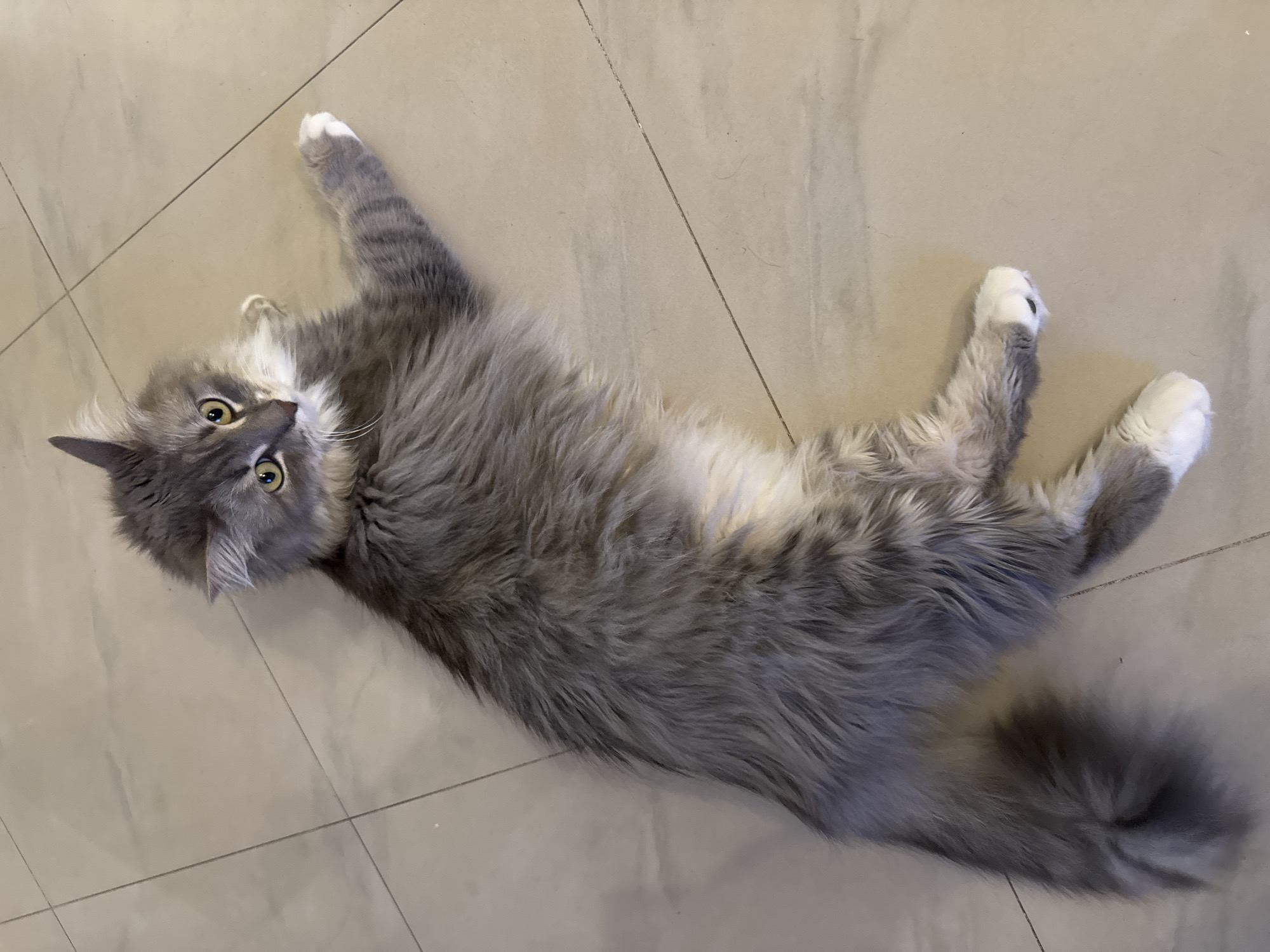A long-haired gray and white cat lies on its side on a tiled floor. The cat is facing the camera, with its head tilted slightly upwards. Its eyes are a bright yellow, and its fur is fluffy and well-groomed. The tiled floor is light beige and appears to be in a domestic setting. There are faint grout lines visible between the tiles. The scene is evenly lit, with no harsh shadows. The cat's body is mostly visible, with its tail extending towards the left side of the frame. One of its front paws is extended towards the right. The overall impression is one of a relaxed and comfortable pet. The image was taken in Tivat, Montenegro.