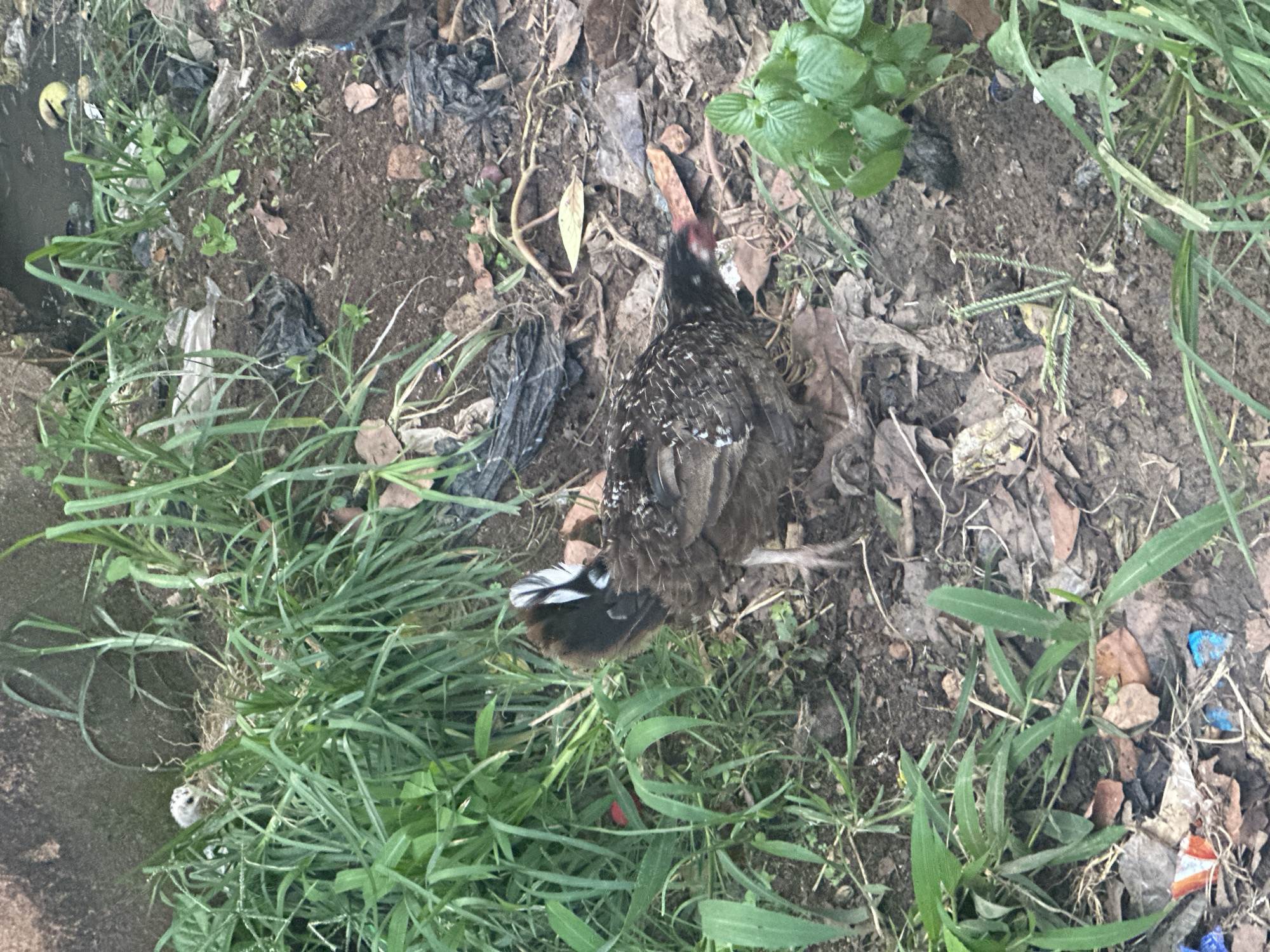 The image depicts an outdoor scene in Gura Top, Nigeria. A chicken, predominantly brown with speckled white and black feathers, is foraging on the ground amidst dry leaves, soil, and sparse green vegetation. The chicken has a dark head with a red wattle and its tail feathers are striped black and white. In the background, there is a textured, dark wall, and scattered debris including black plastic bags and some white plastic. The ground is uneven and appears to be a mix of dirt and decaying organic matter. Green grass and weeds grow in clumps around the chicken and throughout the scene.