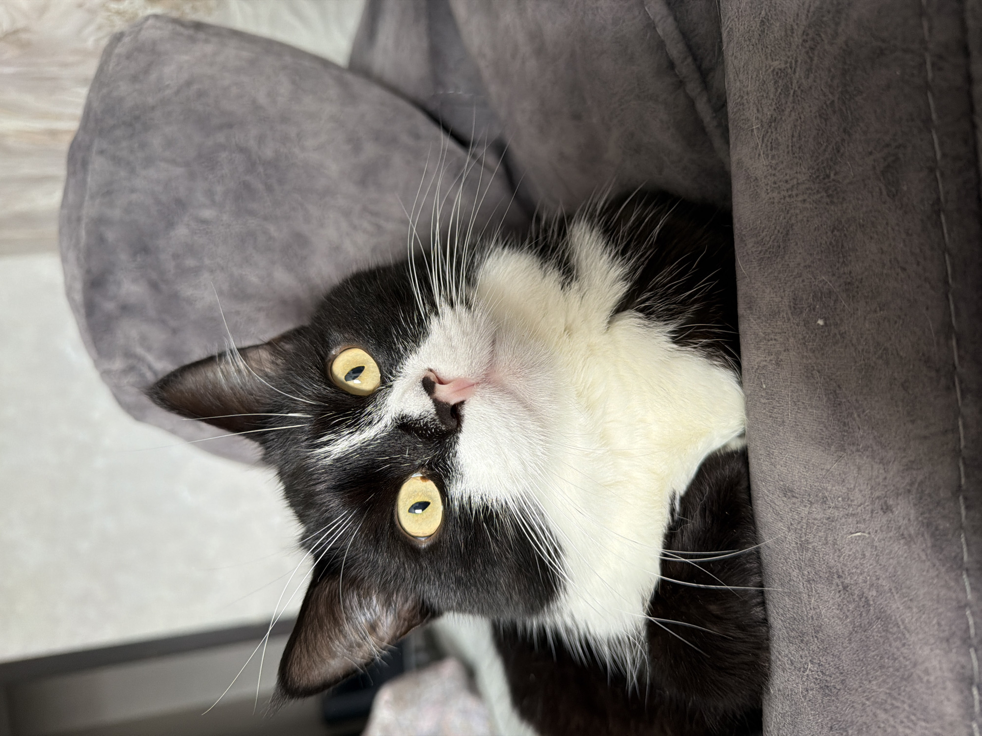 This is a close-up, top-down, portrait-oriented photograph of a black and white cat. The cat is lying down, partially obscured by a dark gray, textured surface, likely a couch or chair. Its head is tilted, with its body angled to the right.
The cat has striking yellow eyes with dark pupils, a pink nose, and prominent white whiskers. Its fur is predominantly black with a white chest and muzzle. The background is blurred, but appears to be an indoor setting, possibly a living room, with hints of lighter colored furniture or walls.
The lighting suggests it is daytime, with no indication of specific weather conditions. The cat's expression is curious or perhaps a little surprised, with its eyes wide open and looking directly at the camera. There is no visible text in the image. The overall mood is intimate and focused on the animal. The photograph is likely taken in Chekhov, Russia, as per the provided location context.