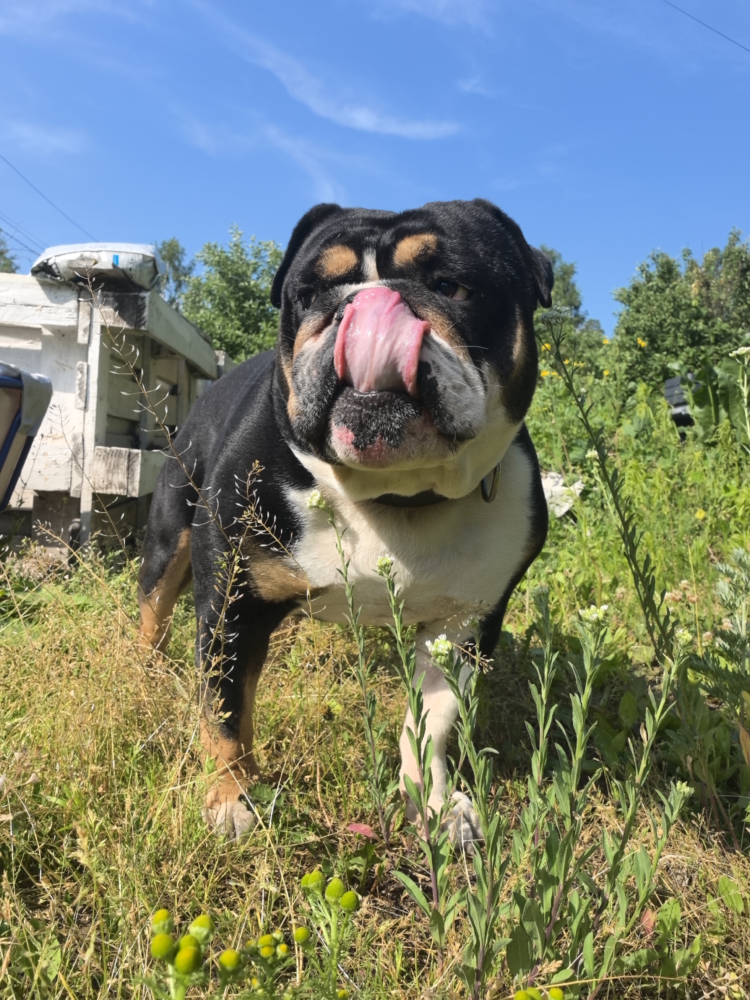 A medium shot captures a tricolor English Bulldog standing in overgrown grass and vegetation under a bright blue sky. The dog, facing the camera, is licking its nose with a pink tongue. The dog has black, tan, and white markings. Behind the dog, to the left, is a weathered white wooden structure, possibly part of a fence or shed, with some blue and grey elements. The background consists of green trees and foliage, suggesting an outdoor, possibly rural or semi-rural, setting. There are no discernible human figures or interactions. The environment appears to be a natural landscape with some man-made structures.