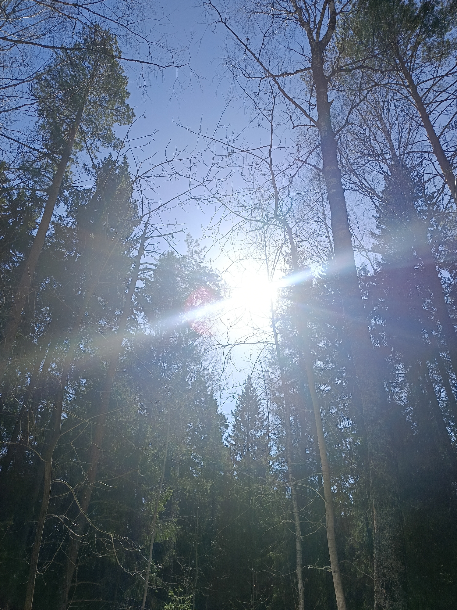 The image depicts a view looking upwards through a dense forest, likely located in a natural area. The sky is visible through the gaps in the trees, with the sun positioned in the center of the frame, creating a bright glare. Tall, mature trees with varying types of foliage dominate the scene, and some bare branches are also visible, suggesting it may be early spring or late autumn. The image does not provide explicit confirmation about the location in Chaikovsky, Russia, as that information is not visually available. It's a forested area with sunlight shining through the canopy. There are no people visible in the scene.