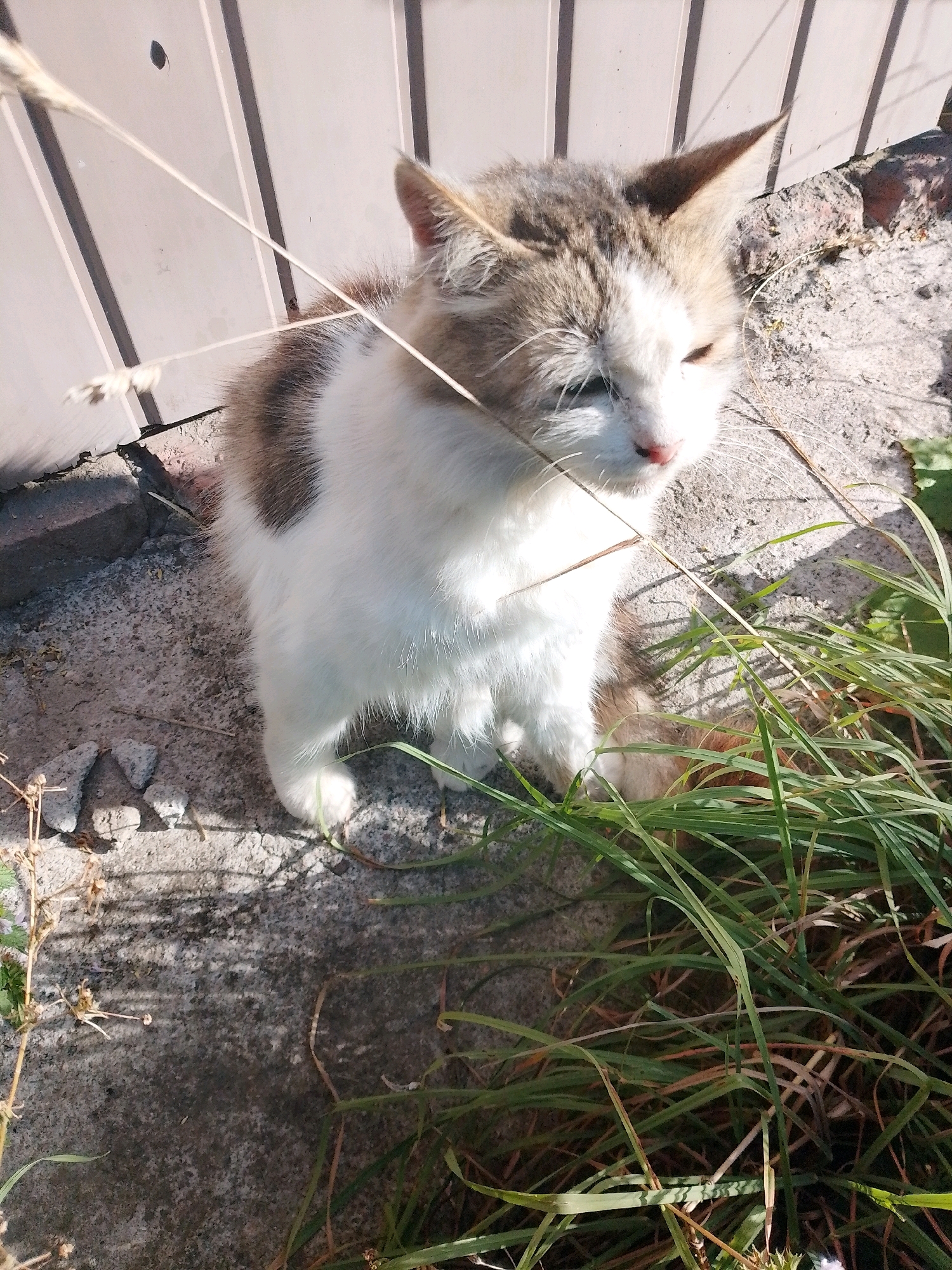 A young, domestic cat with tabby markings and white fur sits on a concrete surface in front of a light-colored, corrugated metal fence. The cat is positioned to the left of the frame, looking towards the right with its eyes partially closed. Blades of green grass and dry stalks are present in the foreground and to the right of the cat. The concrete surface appears rough and weathered, with some small grey stones scattered on it. The lighting suggests a sunny day, casting shadows from the fence and grass onto the concrete. The overall scene is outdoors in what appears to be an urban or suburban environment, possibly in the city of Myrhorod, Ukraine.