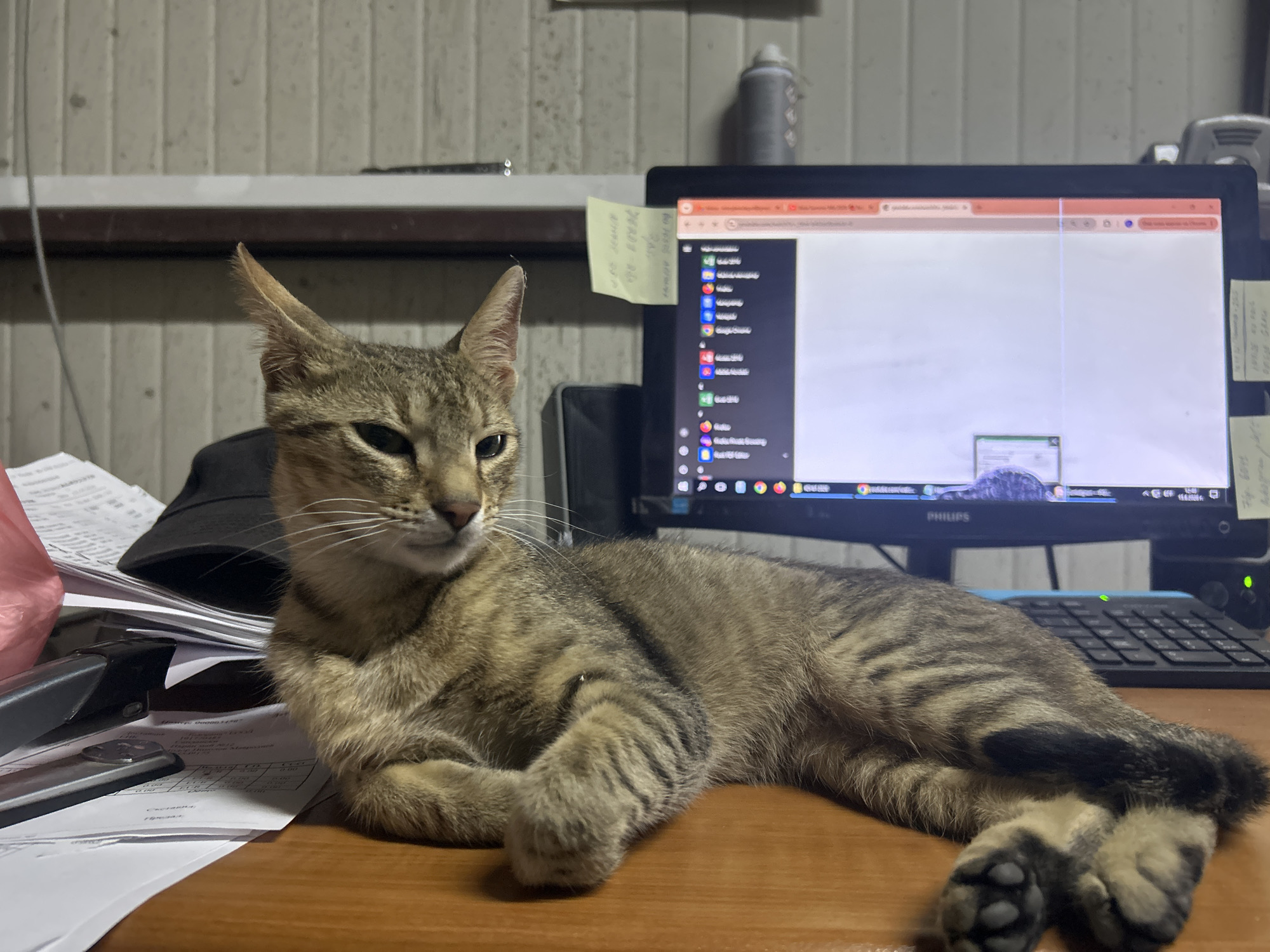 A tabby cat is lying on a wooden desk in front of a computer monitor. The cat is facing to the left with its paws crossed. The computer monitor displays a webpage with a video conference, and a keyboard is visible in front of the monitor. Several papers and a stapler are on the desk to the left of the cat. The background shows a wall with horizontal panels and a shelf. The scene appears to be an office or home workspace, and there is no indication of the city of Struma, Bulgaria.