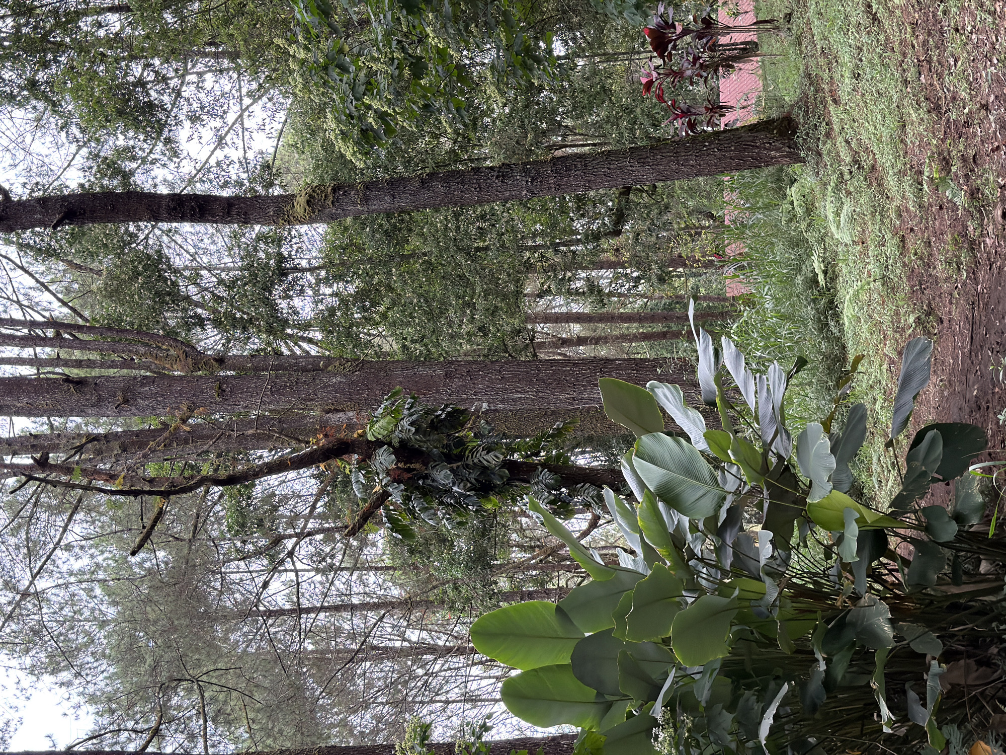 The image depicts a lush, green forest scene with tall trees. In the foreground, a large plant with broad, green leaves dominates the left side of the frame. The ground is covered with a mixture of dirt, fallen leaves, and low-lying green vegetation. In the mid-ground, more trees are visible, some with moss growing on their trunks. Further in the background, the foliage becomes denser, and hints of a red-tiled roof can be seen through the trees, suggesting the presence of a building. The sky above is overcast, indicating a cloudy day. The environment appears to be a natural forest or park area, potentially within the city of Kintamani, Indonesia, known for its mountainous terrain and pine forests. No people are present in the image.
