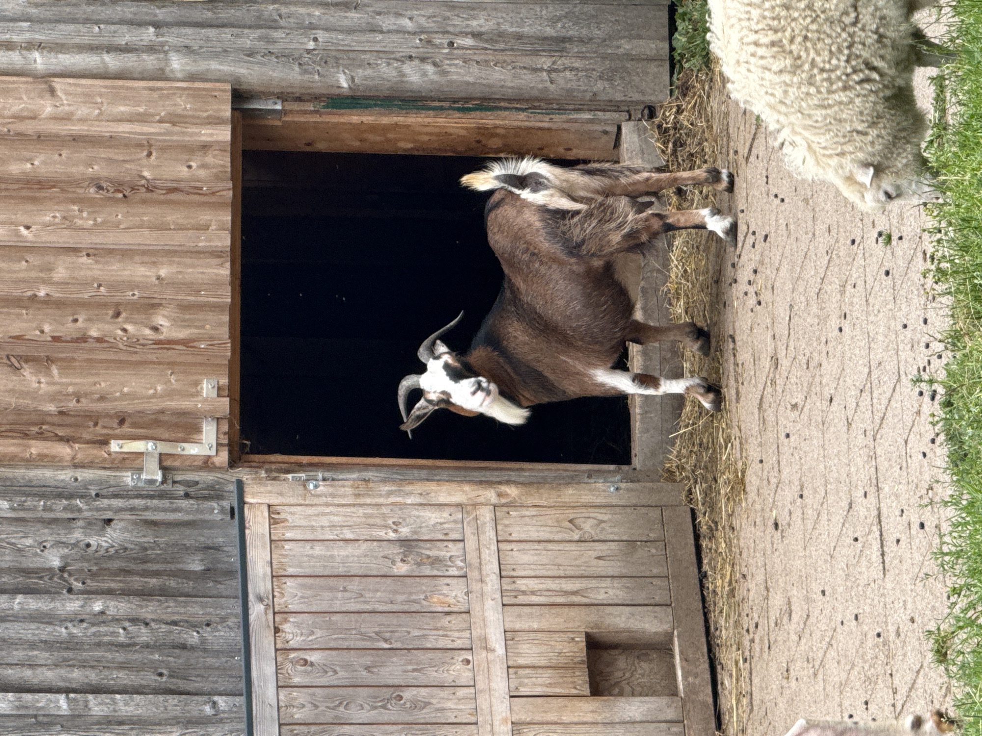 A medium shot captures a brown and white goat standing in the doorway of a rustic wooden barn. The goat's head is turned towards the viewer, revealing its distinctive facial markings and short, curved horns. Its body is a mix of brown and white fur, and its tail is held high. The barn doors are partially open, revealing a dark interior. The ground in front of the barn is a paved surface with scattered dark pellets, possibly animal droppings, and some straw. To the right, a fluffy white sheep is grazing on grass. The background consists of the weathered wooden walls of the barn. This scene is located at the Gut Horn Traditional Farmstead in Bassum, Germany.