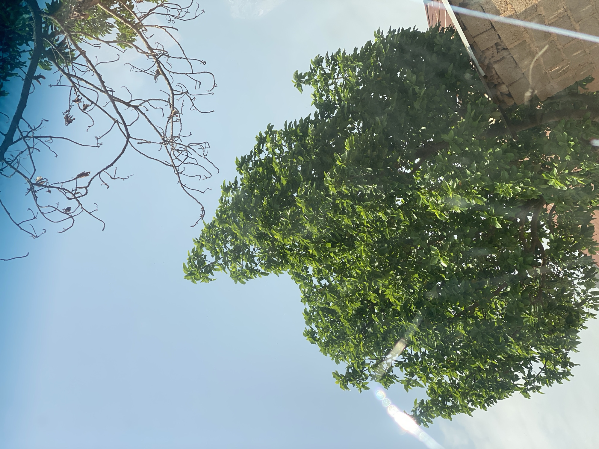 In Jos, Nigeria, an outdoor scene captures a bright, clear sky as the backdrop. A large, vibrant green tree dominates the lower center of the frame, its dense foliage creating a lush canopy. The upper right portion of the image shows the skeletal branches of another tree, devoid of leaves, reaching into the sky. In the lower right corner, the top of a building constructed with rough, brown cinder blocks is visible, with a corrugated metal roofline peeking out from behind the tree. A lens flare, characterized by a series of rainbow-colored circles, streaks across the left side of the image, indicating a strong light source, likely the sun. The overall impression is one of a sunny day, possibly in a residential or semi-rural area of Jos.