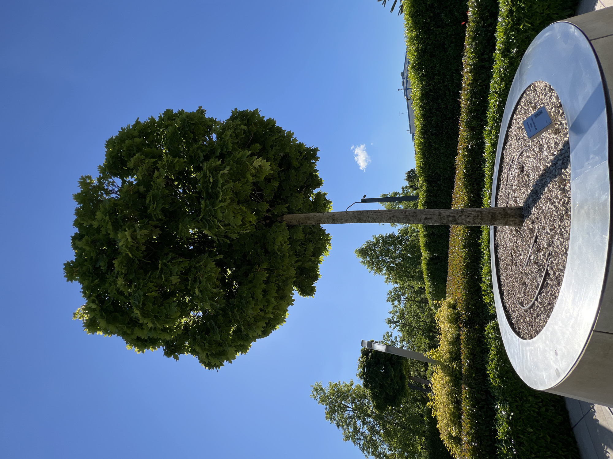 An upright outdoor photograph captures a meticulously landscaped public space in Krasnodar, Russia, under a brilliant, clear blue sky with a single small, wispy white cloud. The dominant subject is a single, well-manicured tree with a dense, spherical green canopy and a slender, straight trunk.
At the base of the tree is a large, circular, metallic planter with a silver or gray finish, filled with small, light-colored gravel. Within this gravel, a black irrigation hose is visible. To the right of the central tree, a long, immaculately trimmed hedge line extends into the background, displaying variations of dark and lighter green foliage. Further in the distance, behind the hedges, are glimpses of other green trees and bushes.
In the middle ground, to the left of the main tree, two modern-looking streetlights or lamps are visible. Above the hedge line in the far distance, parts of a building with a light-colored facade and what appear to be rooftop antennas or equipment can be seen.
The bright sunlight, evidenced by the intensity of the blue sky and clear illumination, indicates a daytime setting, likely mid-morning or early afternoon. No people or specific activities are depicted, lending the scene a tranquil and ordered ambiance.
A notable detail is a small, rectangular memorial plaque embedded in the gravel of the tree planter. The text on the plaque, written in Russian, reads: "В. А. Пушкарской / Памяти / основателю / КГАУ / с 1993 по 2007," which translates to "To V. A. Pushkarskaya / In memory of / the founder / of KGAU / from 1993 to 2007." This identifies the tree as a commemorative planting for a significant figure associated with an institution, likely the Krasnodar State Agrarian University.
