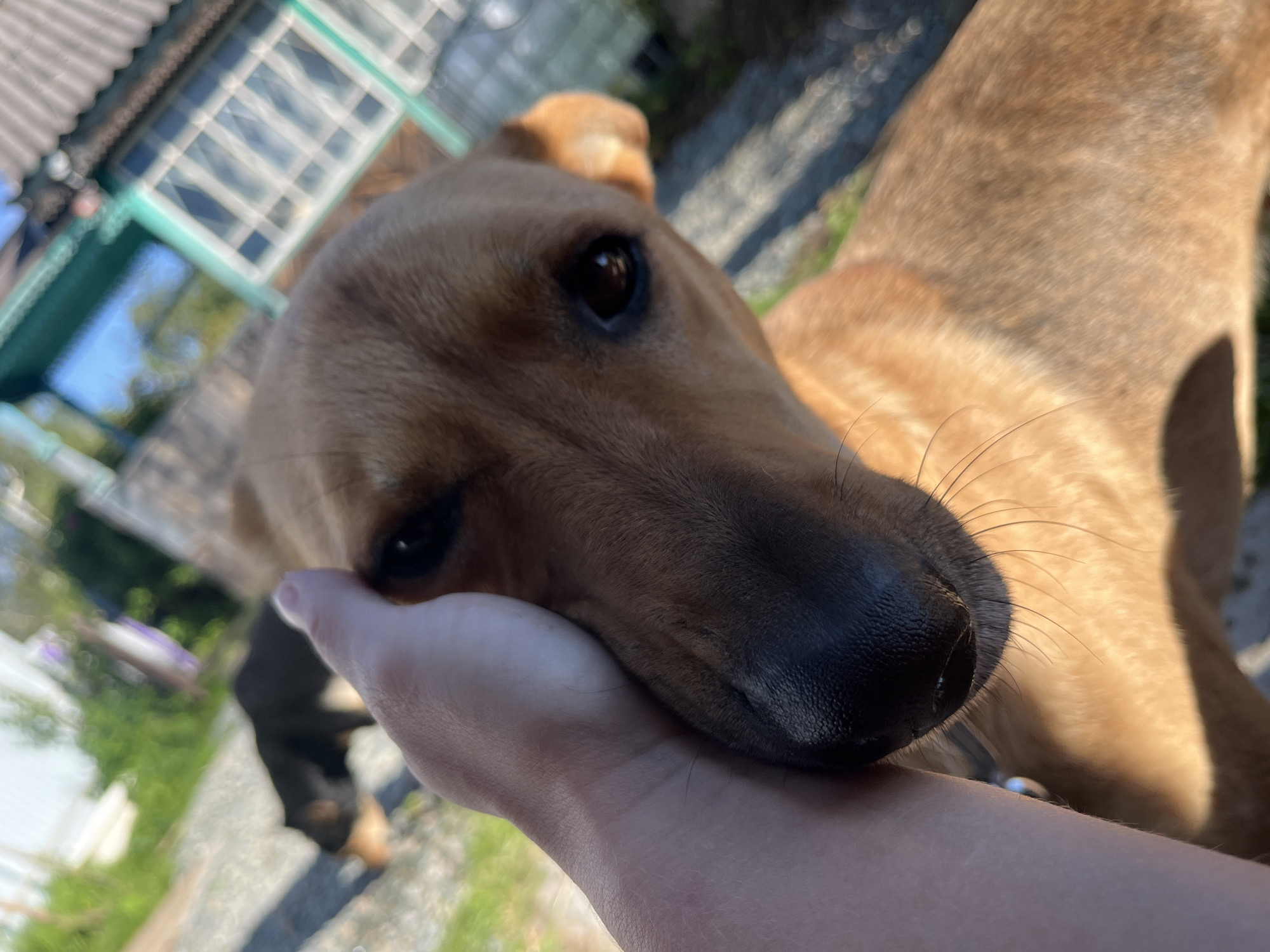 A person's hand is gently stroking the face of a medium-sized, tan dog outdoors. The dog's head is close to the camera, with its dark eyes visible. In the background, out of focus, another black dog is visible in a yard with a house and some greenery. The overall scene suggests a warm, sunny day. It is unknown if this location is in Nizhny Tagil, Russia.