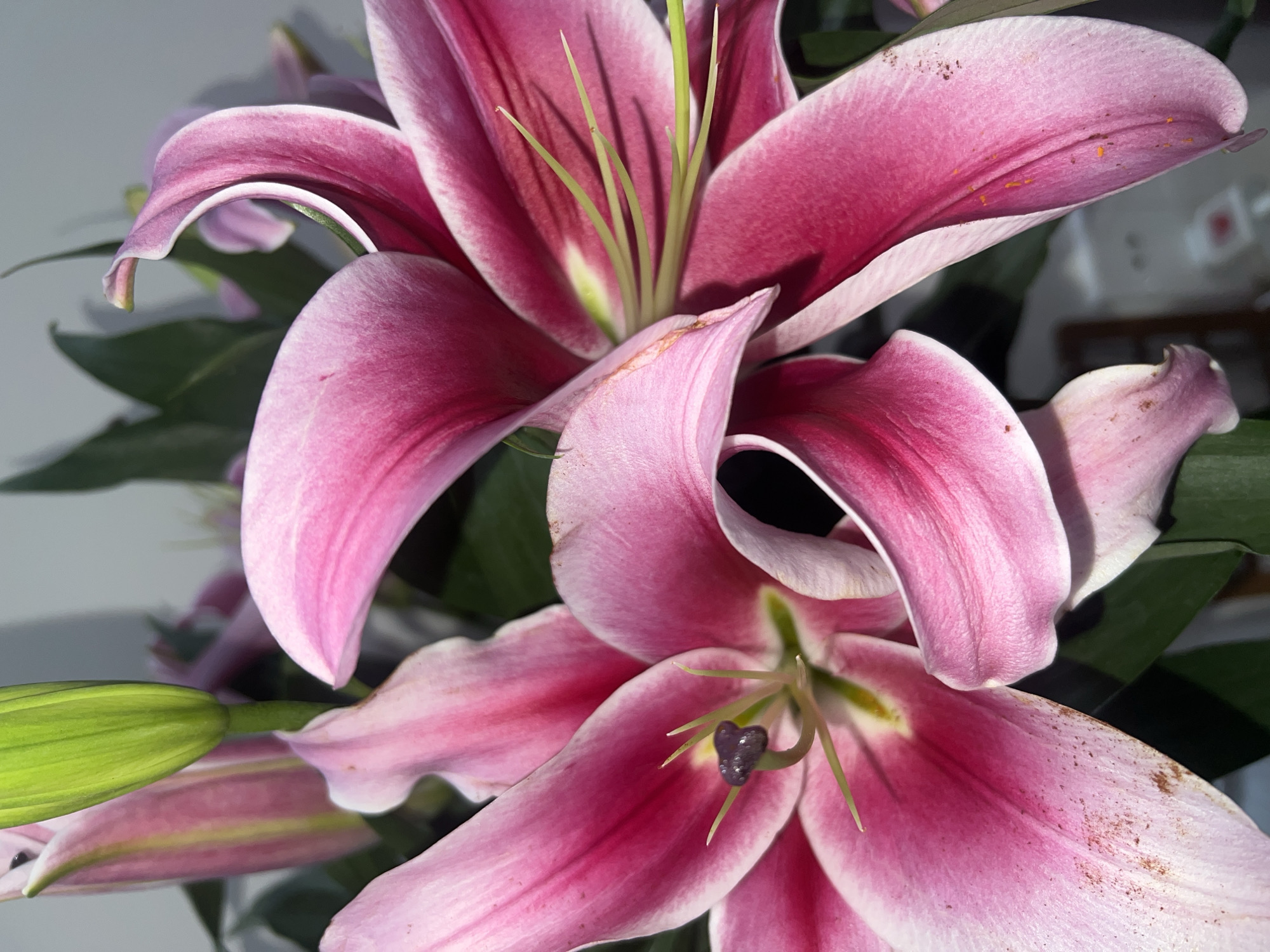 A close-up shot of several pink and white stargazer lilies with prominent stamens and petals. Green leaves and buds are visible in the background. The flowers are in full bloom, exhibiting their delicate textures and colors. The background is blurred and indistinct. The image is taken in natural light.