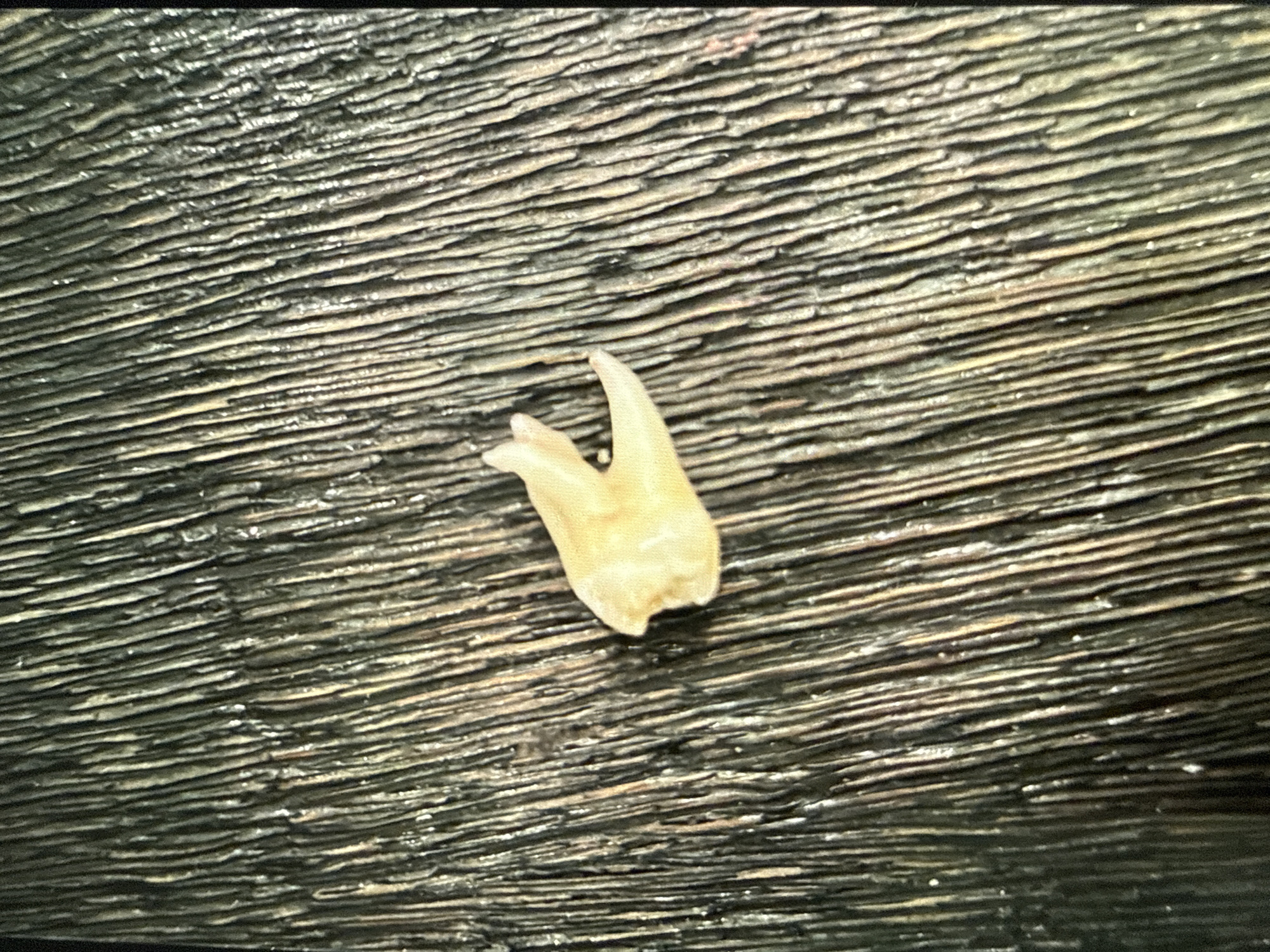 A human molar tooth rests on a dark, ridged surface. The surface appears to be textured, possibly wood or a similar material with prominent, close-set ridges. The tooth is yellowish-white in color and exhibits a multi-cusped structure characteristic of a molar.
No location data is available. There is no indication this is in Sofia, Bulgaria.