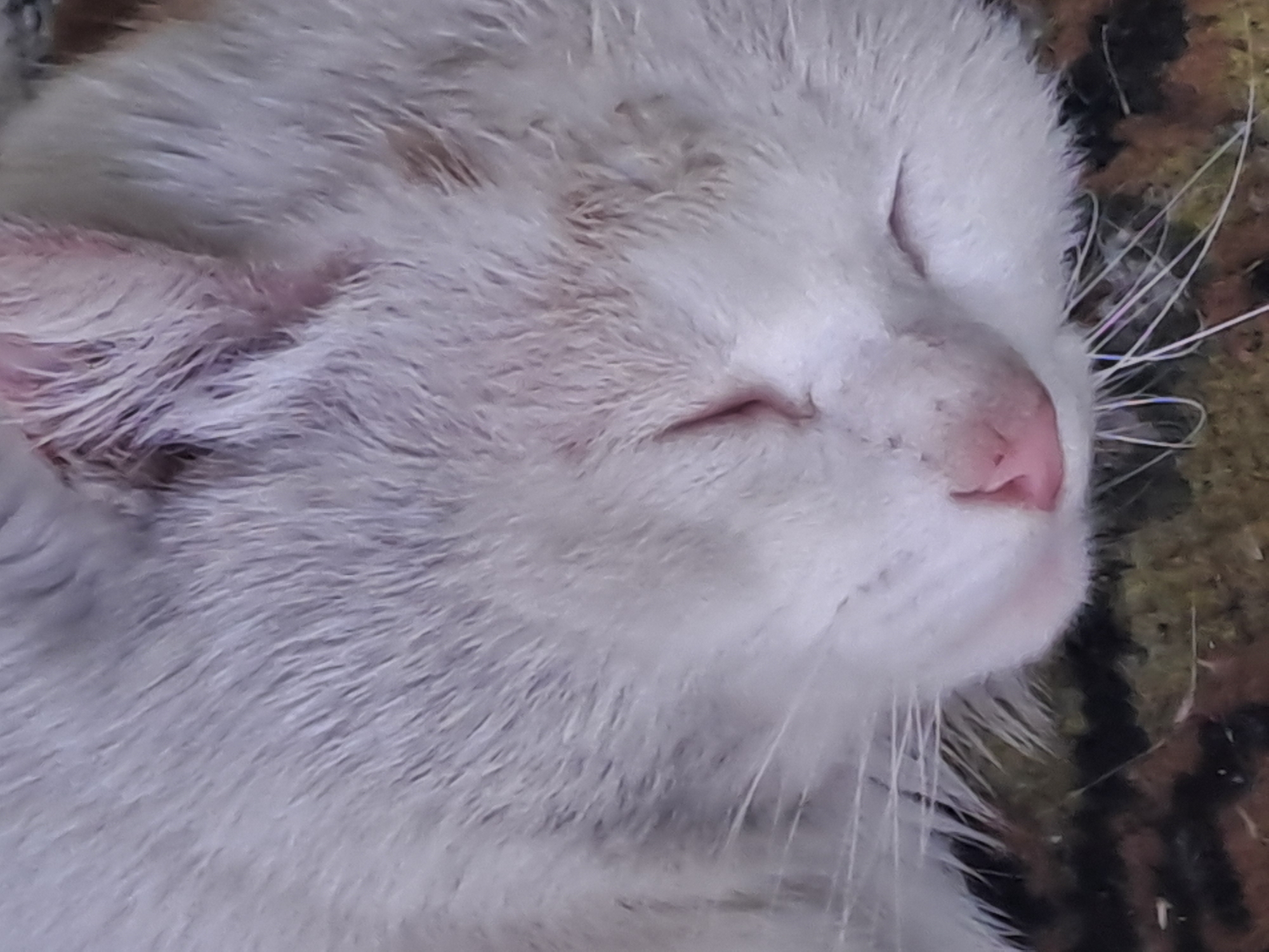 A close-up photograph shows the head of a white cat resting or sleeping. The cat's eyes are closed, indicating a state of rest or slumber. Its fur is predominantly white, with a pink nose and pink inner ear. There are subtle light brown or grayish markings visible on its head and near the ear, suggesting either natural fur patterns or minor discoloration. Prominent white whiskers extend from its snout. The cat's expression appears peaceful and relaxed. It is positioned on a textured surface, which has a pattern and dark brown, black, and possibly some green tones, resembling a blanket or a rug. There is no discernible activity beyond the cat's repose. The time of day and weather are not evident. No visible text is present in the image. The location context is Полянки, Russia.