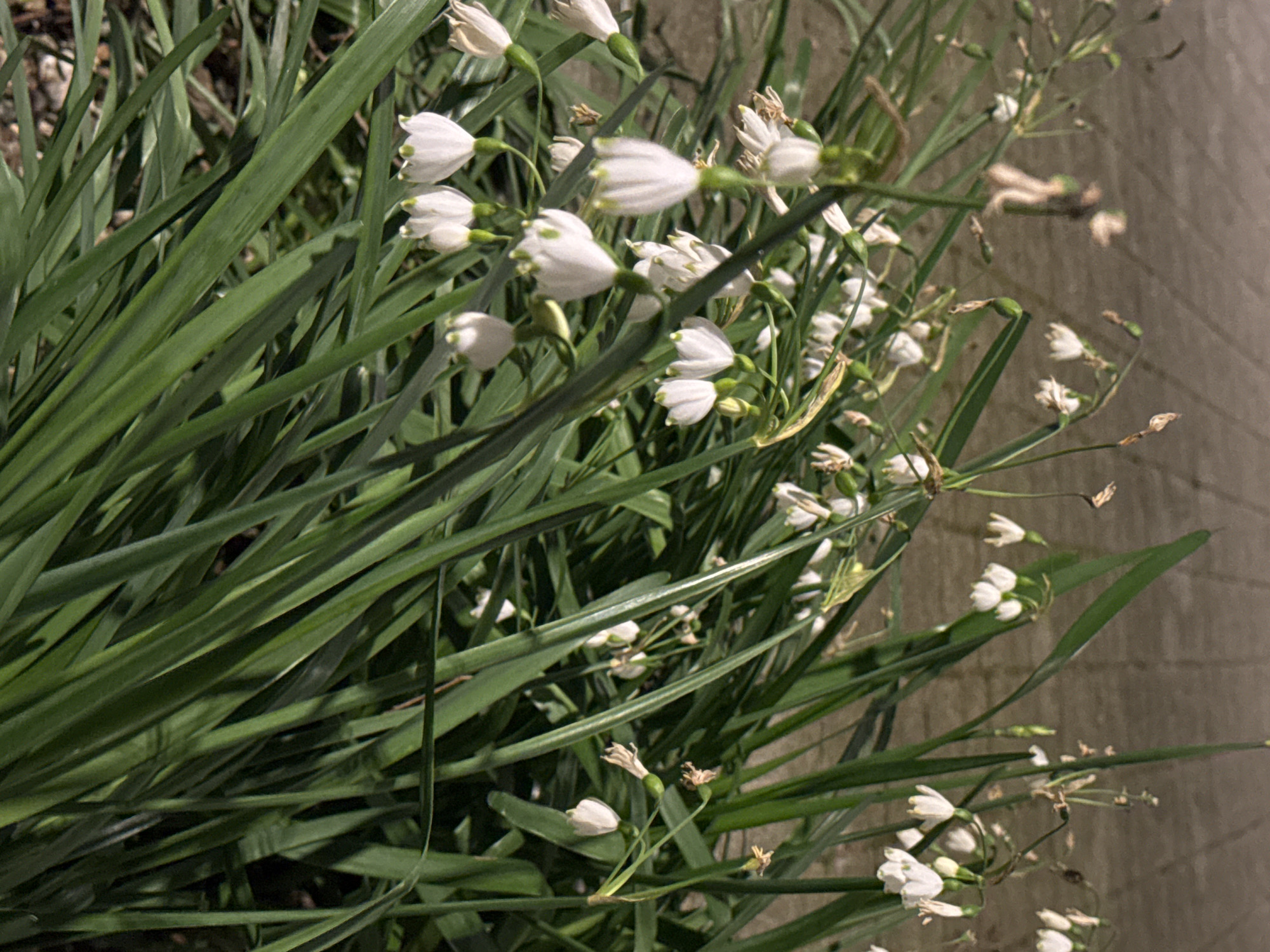 A close-up, slightly angled shot shows a dense patch of snowdrop flowers (Galanthus) with narrow, green leaves. The flowers are predominantly white and bell-shaped, some in full bloom, others slightly closed or withered. Interspersed amongst the fresh blooms are dried stems and seed capsules. The background is blurred, showing a concrete or stone surface. It is difficult to ascertain the exact location in London, UK, without additional context, but the presence of snowdrops suggests a garden or park setting.