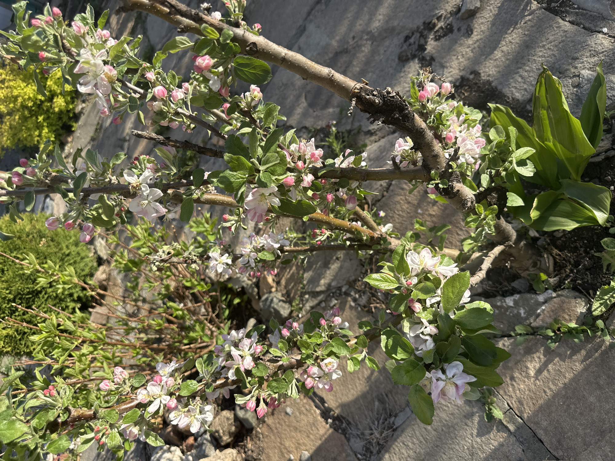 The image depicts a close-up view of flowering tree branches, possibly apple blossoms, set against a stone ground or walkway. The blossoms are white and pink, interspersed with green leaves. A thicker, brown branch runs through the upper portion of the frame, with smaller branches sprouting from it. Various green plants and bushes are visible in the background. The location is a garden or outdoor area in an urban or suburban setting in the city of Unknown, Unknown. The image is taken in daylight, with shadows cast across the stone surface. There are no people visible in the image.