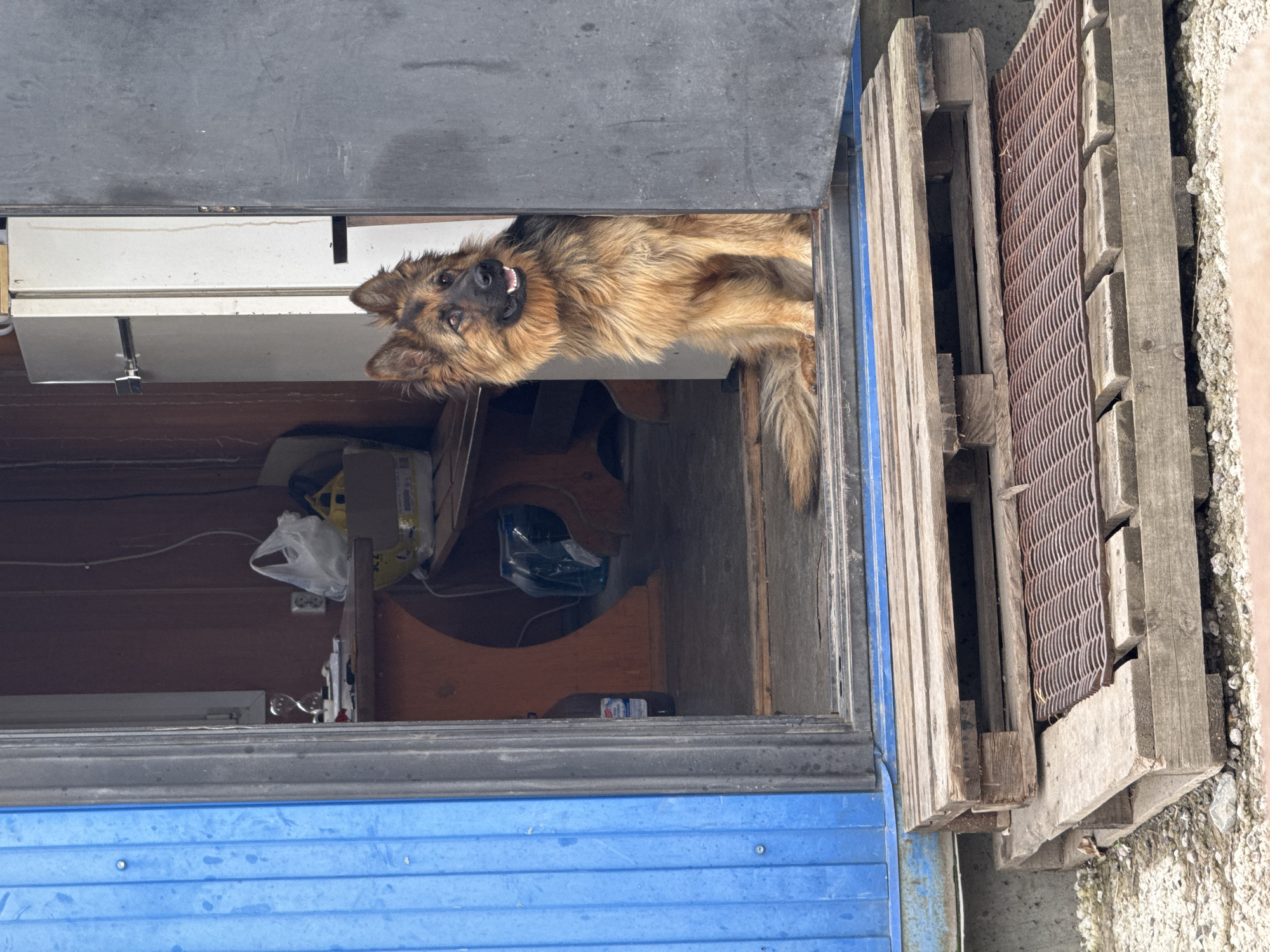 A medium shot captures a German Shepherd dog sitting on a wooden pallet step, looking to its right and out of frame. The dog is positioned in the doorway of a small building with blue corrugated metal siding on the left and a dark gray door on the right. The dog's fur is a mix of brown, black, and tan, and it has a fluffy mane and tail. The interior of the building is visible behind the dog, revealing a desk with items on it, a white appliance, and various other objects. The steps leading up to the doorway are also made of stacked wooden pallets, with a metal grate on the lower step. The ground around the steps is covered in gravel. The scene appears to be outdoors, possibly in a rural or industrial setting.