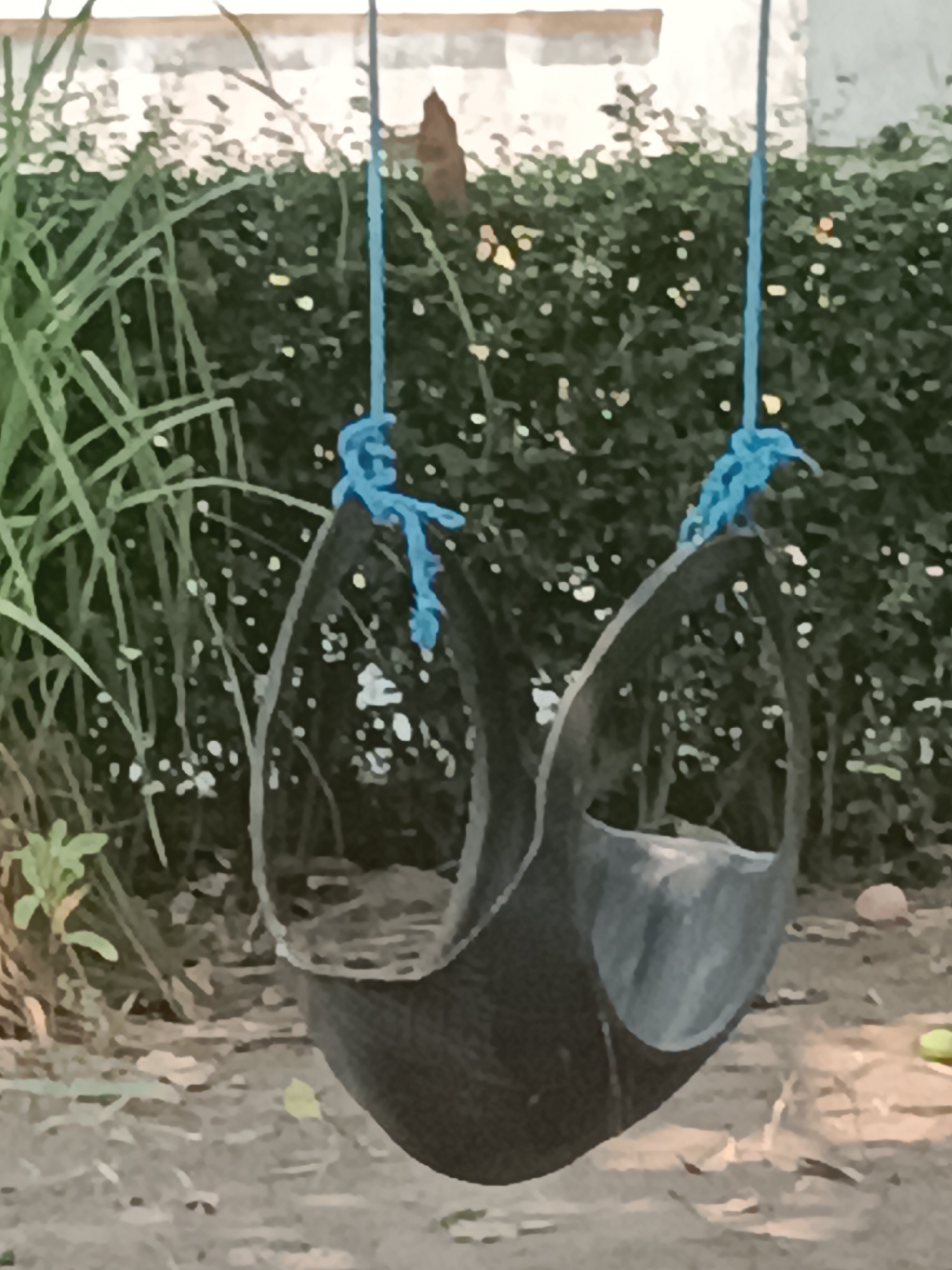 An empty tire swing hangs from blue ropes attached to an overhead structure. The swing is made from a black tire, cut in half horizontally, and suspended by two ropes tied with knots at the top. The background consists of lush green foliage and a dusty ground. There are no people or animals visible in the image.