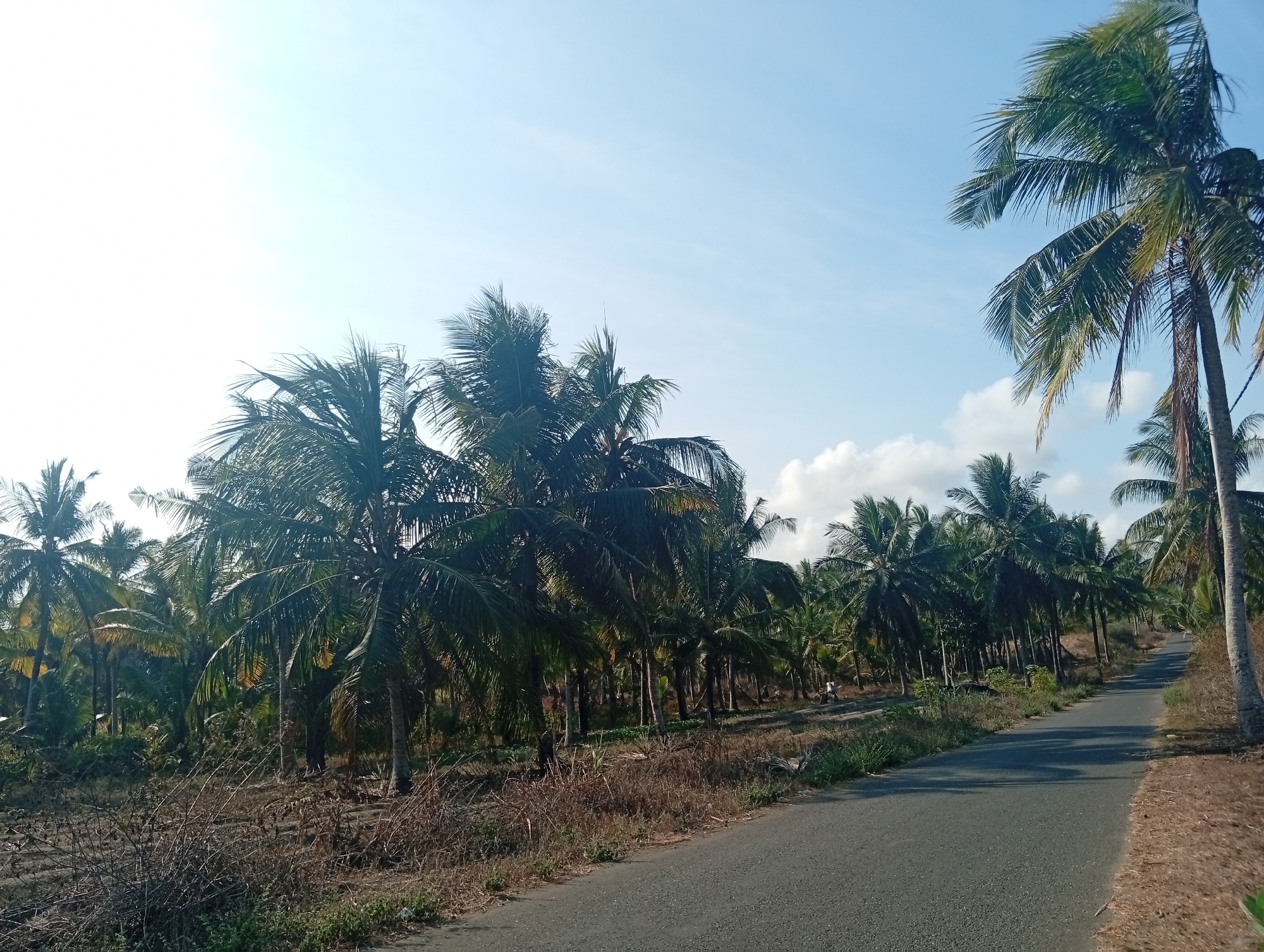 The image shows a rural road lined with coconut trees in Tlogodepok, Indonesia. The road is paved and curves to the right, disappearing into the distance. On the left side of the road, there is a dense grove of coconut trees with some dry brush and vegetation in the foreground. On the right side, the ground slopes upwards and is covered in dry grass and dirt. The sky is clear with a few scattered clouds, and the sun appears to be shining. There are two people visible walking on the left side of the road in the distance, dressed in light-colored clothing. The overall scene depicts a tropical landscape under a bright sky.