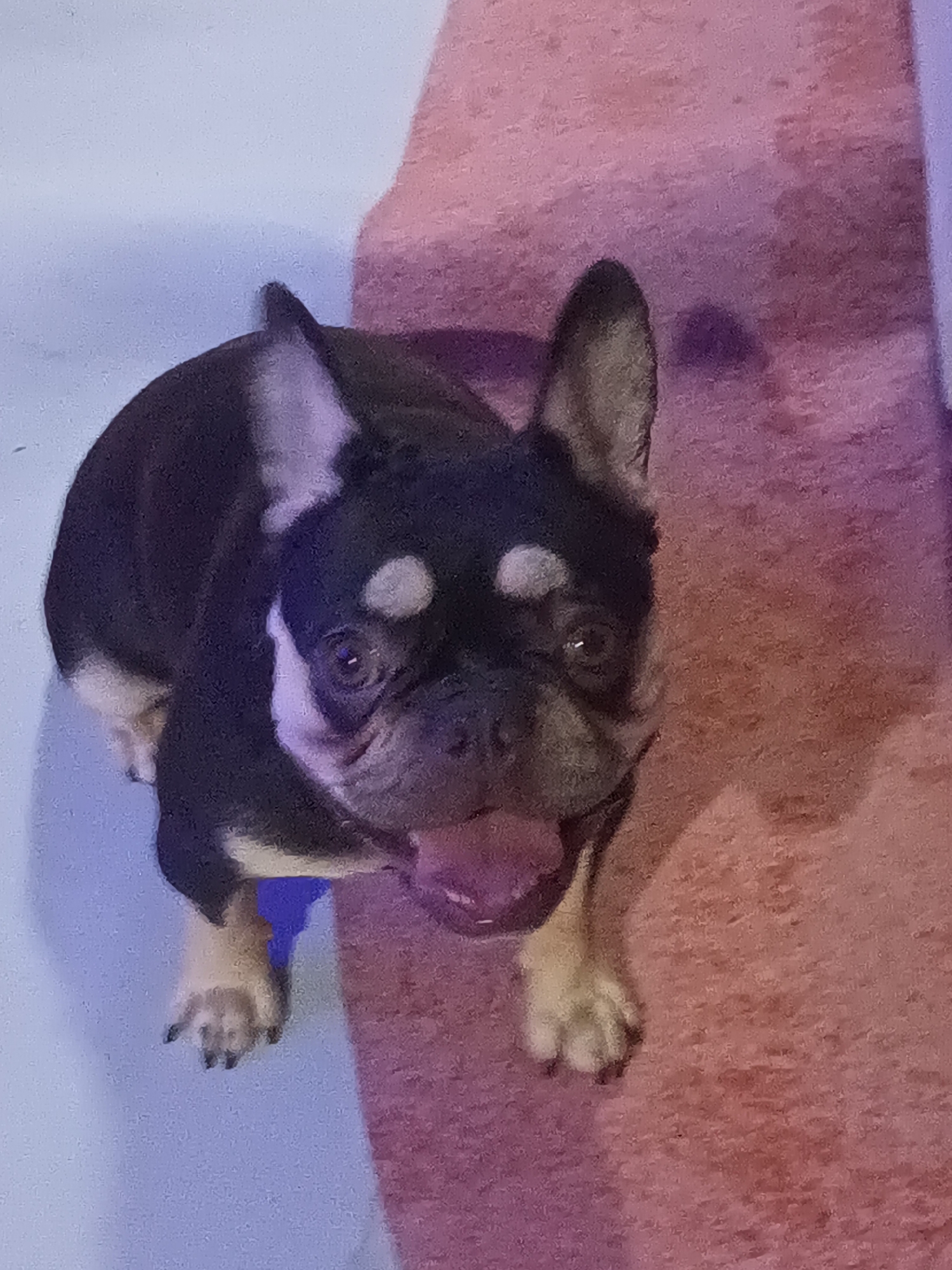 A tri-colored (black, tan, and white) French Bulldog with its tongue out is standing on a pink patterned surface next to a blue surface. The dog is looking up at the camera. The location is Ban Nong Khon, Thailand.