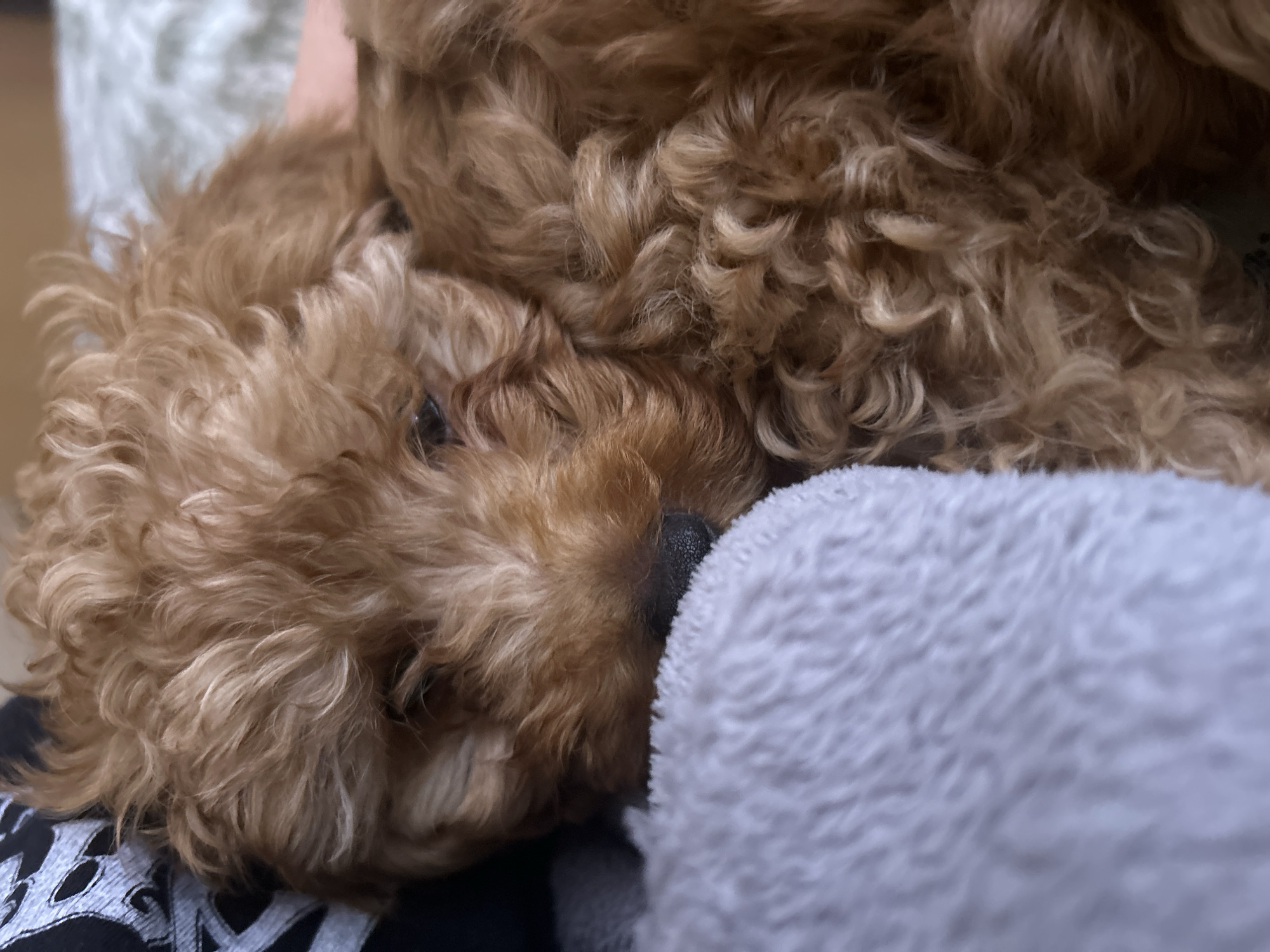 A close-up captures a curly-haired, light brown poodle resting its head against a soft, grey blanket. The poodle's black nose is visible, pressed against the blanket. Part of the dog's face, including one eye, is visible. The background is indistinct, but suggests the poodle is resting on a person's lap, based on the glimpse of a black and white garment.