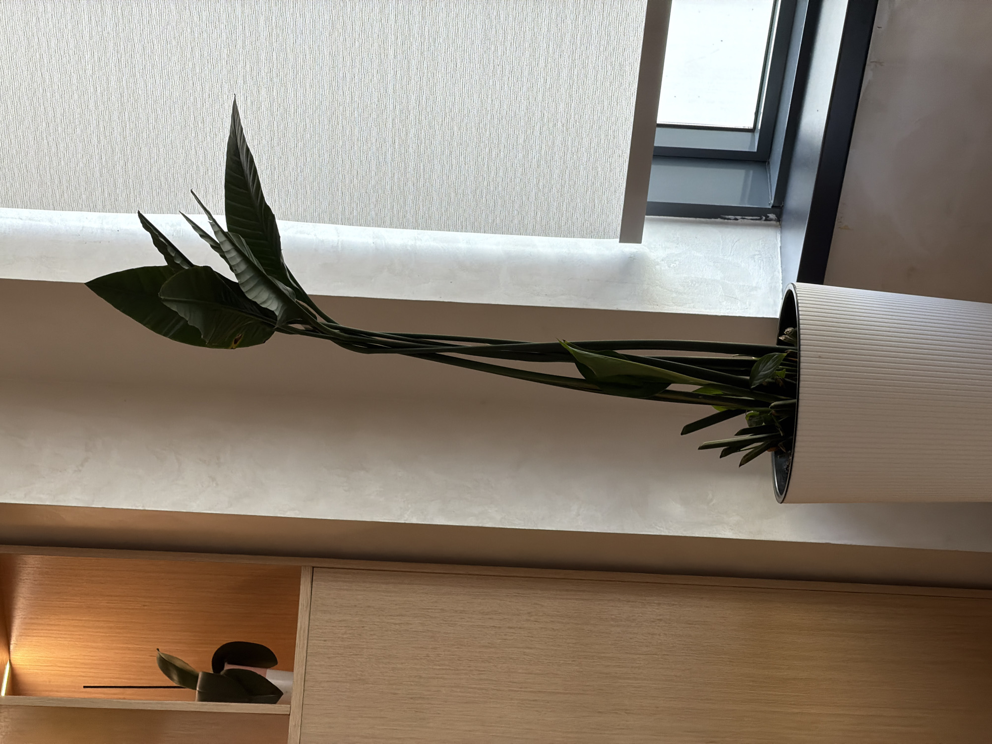 A close-up, medium shot captures a tall, potted plant with large, dark green leaves and thin stems. The plant is housed in a white, ribbed planter. To the left of the plant, a wooden cabinet with a shelf illuminated by warm light is visible. A small plant with a few leaves is placed on this shelf. To the right of the potted plant, a large window is covered by a textured, light-colored roller blind. The bottom of the window is framed by a dark windowsill. The scene is illuminated by natural light entering from the window, casting soft shadows. The overall ambiance is modern and minimalist. The specific location in Tashkent, Uzbekistan, is not discernible from the image.