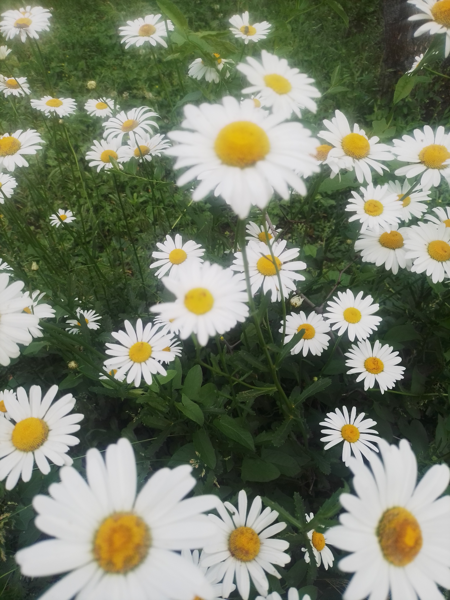 In a field of lush green grass, numerous white daisies with yellow centers are in bloom. The flowers are of varying sizes, with some in sharp focus and others blurred in the background. Some of the daisies are fully open, while a few are still in bud form. The image appears to have been taken in a natural outdoor setting, possibly a meadow or garden, with the overcast lighting suggesting a cloudy day. There are no people, animals, or man-made objects visible in the frame, only the abundant daisy flowers and their green foliage. This scene is representative of a natural landscape in Ustyvytsia, Ukraine.