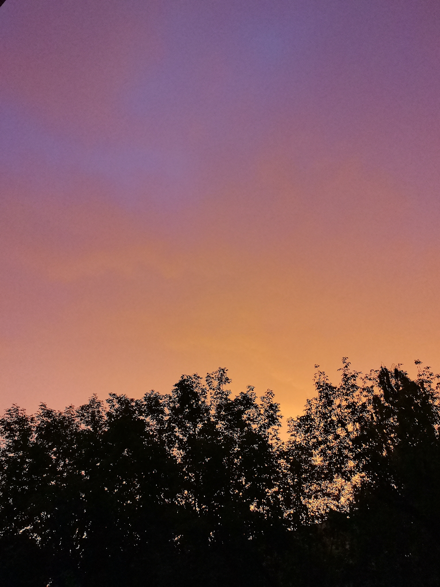 The image depicts a sunset over a canopy of trees in the city of Kazan, Russia. The sky exhibits a gradient of colors, transitioning from a deep purple at the top to a vibrant orange and yellow near the horizon. The silhouetted branches and leaves of the trees form a dark, jagged line against the colorful sky. There are no people or other discernible objects in the image. The overall impression is one of natural beauty during twilight.
