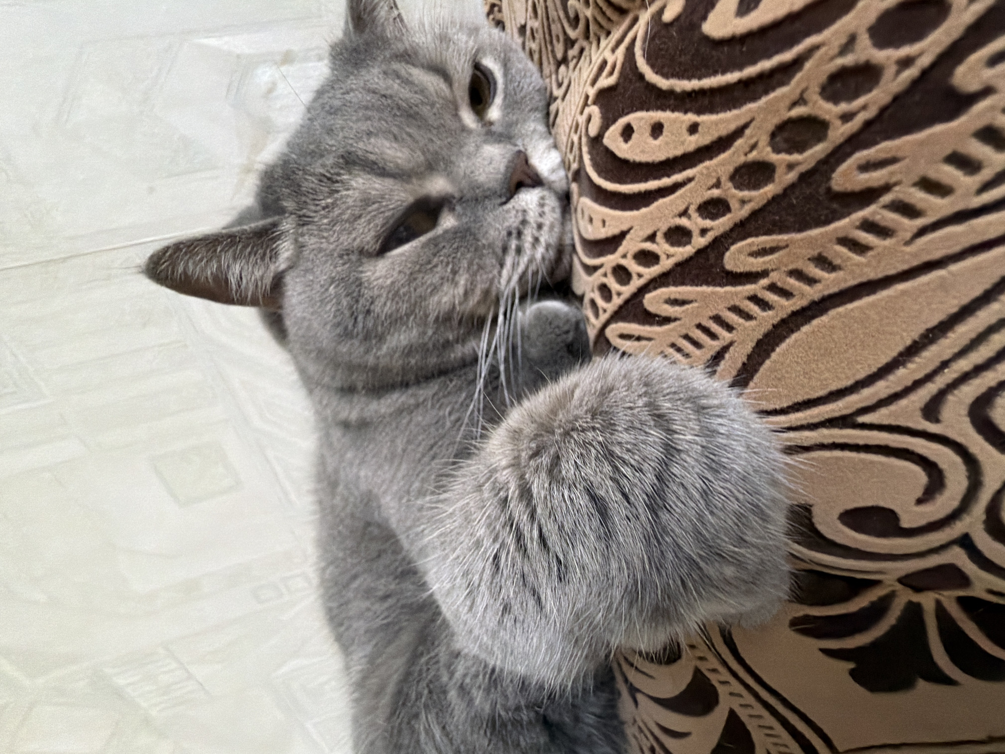 A gray cat is lying down, hugging a patterned brown cushion. The cat is facing slightly left with its face pressed against the cushion. Its left paw is visible and wrapped around the cushion. The background shows a light-colored tile floor. The location is not identified in the image.