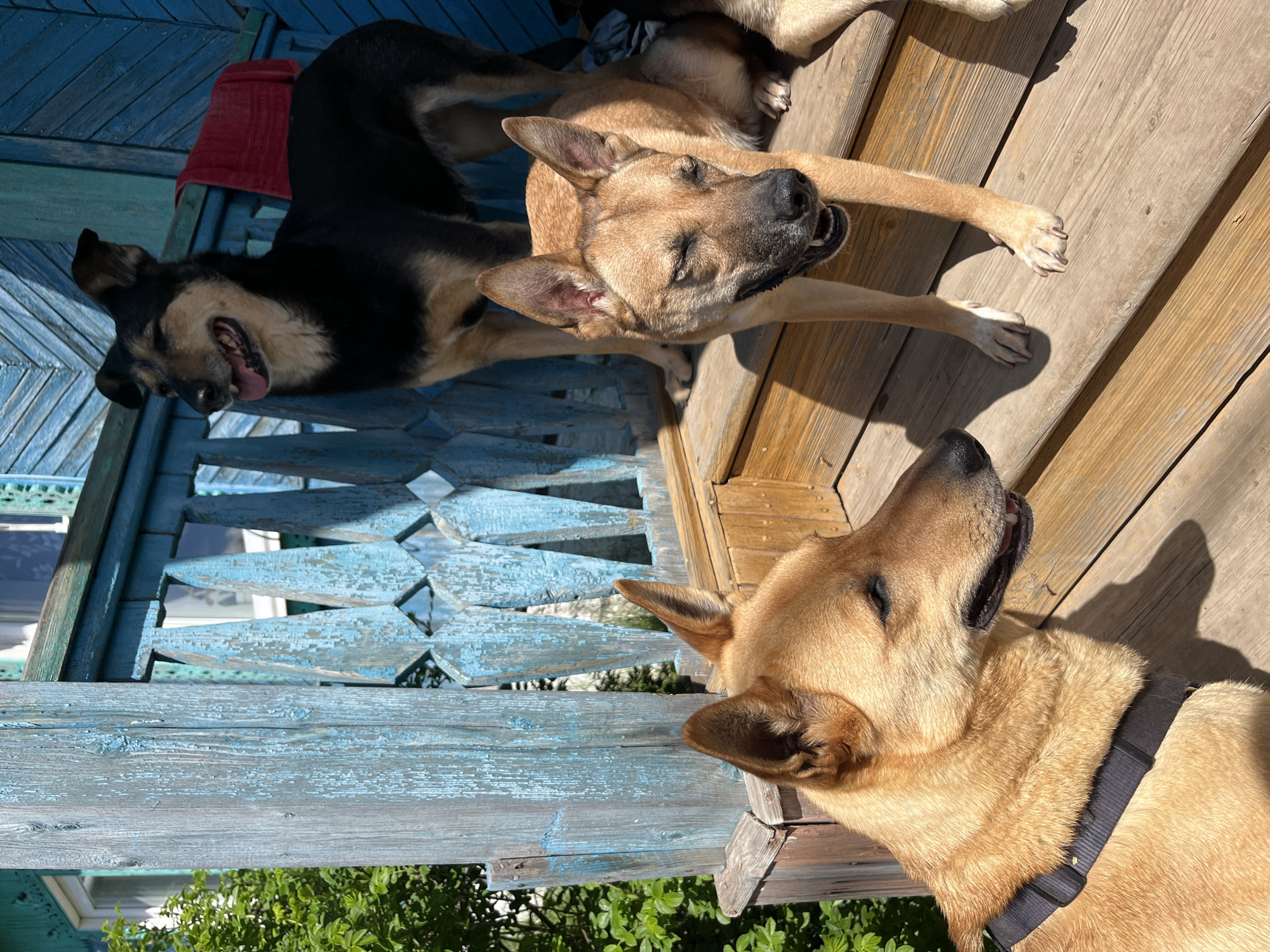 The image shows three dogs relaxing on a weathered wooden porch or balcony on a bright, sunny day. The scene is captured from an overhead perspective, with the wooden floor planks running vertically across the frame.
In the foreground, a light brown dog with a black collar is partially visible, its head tilted upwards with eyes closed, seemingly basking in the warmth. Further into the frame, another light brown dog is stretched out on its side on the wooden floor, also with closed eyes and a slightly open mouth, indicating deep relaxation or sleep. Behind these two, a black and tan dog, possibly a German Shepherd mix, lies on its back with its mouth open and tongue slightly out, appearing happy and content. A red cloth or towel is visible underneath this dog.
The setting features a rustic wooden structure. The floor where the dogs are resting consists of natural, light-colored wooden planks that cast strong shadows from the direct sunlight. The railings and other wooden elements of the porch are painted a faded, peeling blue, suggesting age and exposure. Vibrant green foliage from trees or bushes is visible below and through the railing, indicating an outdoor, natural environment.
The prominent shadows and bright illumination confirm it is daytime, likely midday or early afternoon, with clear, sunny weather. The dogs appear relaxed, content, and comfortable in the sunshine. There is no visible text in the image.
