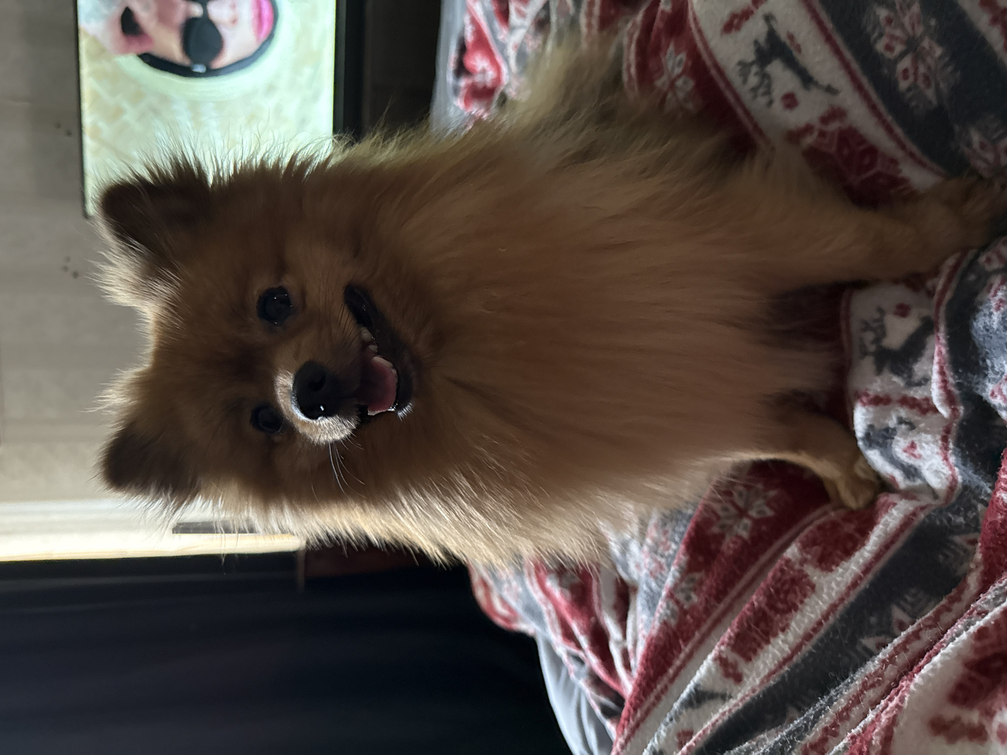 A medium shot depicts a tan-colored Pomeranian dog with its mouth open, appearing to smile, lying on a blanket with a red, gray, and white patterned design featuring reindeer and snowflakes. In the background, slightly out of focus, a television screen displays an image of a person's face. The dog is positioned on the right side of the frame, while the television is on the left. The scene takes place indoors in an unspecified location. There is no evidence to suggest that the scene is located in Khimki, Russia.