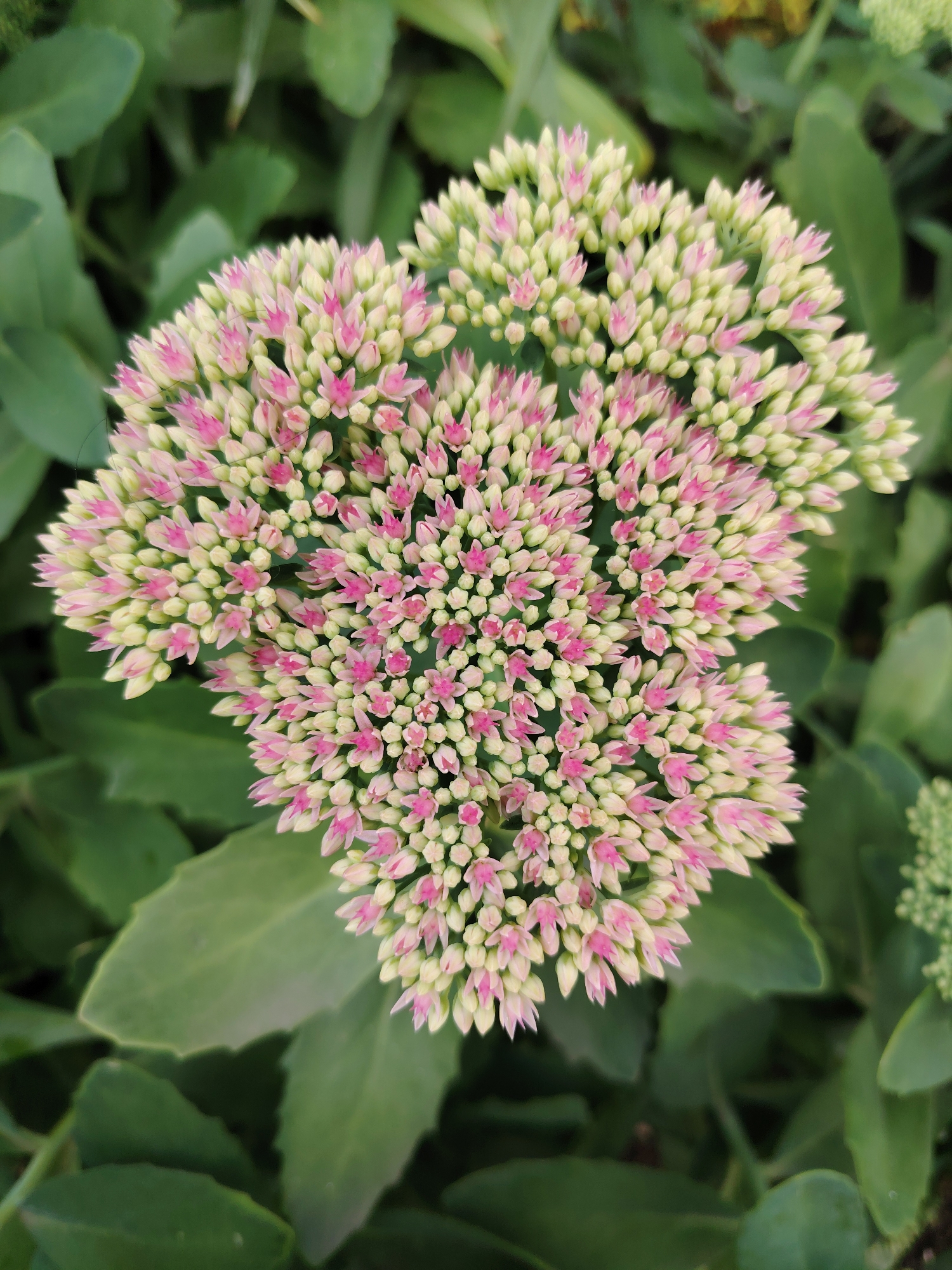 A close-up, overhead shot shows a cluster of small pink and white flowers, tightly packed together, forming a rounded shape. The flowers are in various stages of bloom, with some buds still closed and others showing delicate pink petals. They are surrounded by lush green leaves, which are out of focus and serve as a backdrop. The image is well-lit, with soft lighting that highlights the texture and color of the flowers. The overall impression is one of natural beauty and tranquility. There is no indication of the city of Klin, Russia, or any specific location within it.