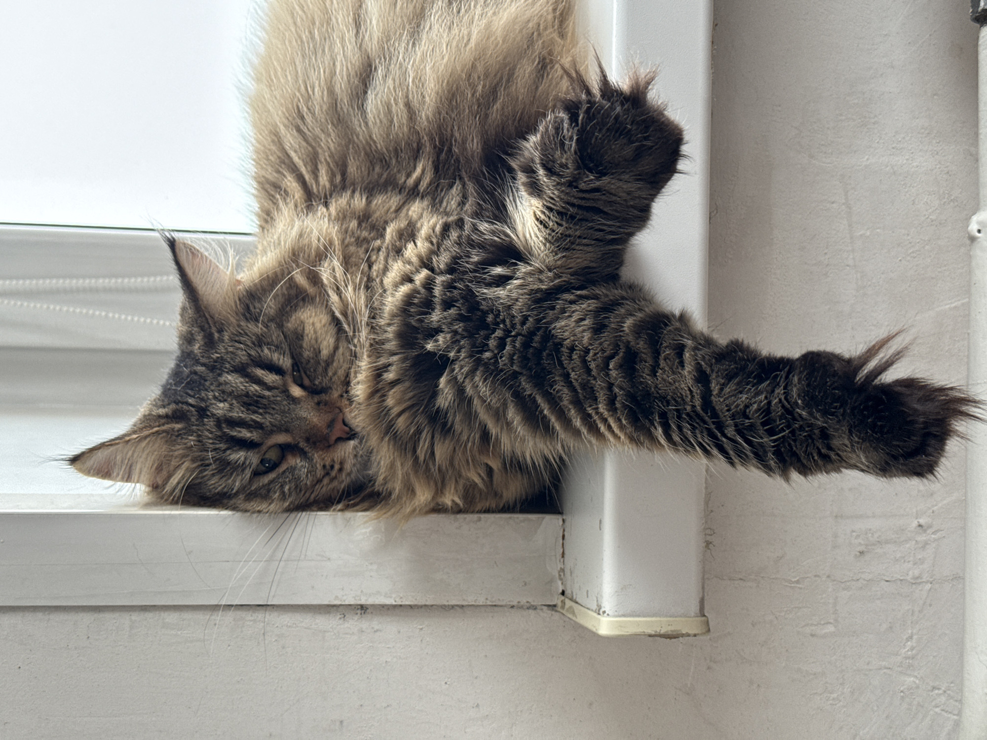 A medium shot shows a brown and black tabby cat reclining on a white windowsill. The cat's head rests on the sill, and its paws dangle over the edge. The background consists of a white wall with a vertical pipe. The image lacks identifiable information to confirm it was taken in Izhevsk, Russia.