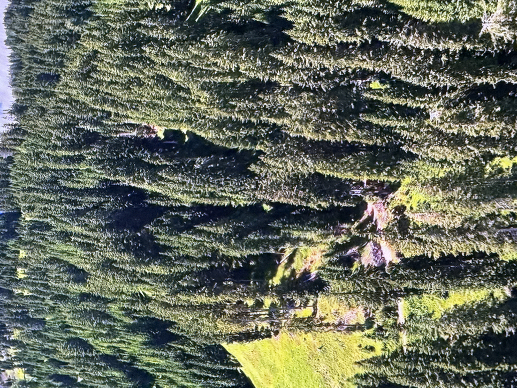 The image depicts a dense forest of evergreen trees covering a steep, grassy mountainside. The trees are tall and conical, with varying shades of green foliage. Sunlight highlights some of the trees, creating a dappled effect. The terrain is uneven, with visible slopes and shadows. There are no signs of human structures or activity. The location is not Dubai, United Arab Emirates, as this is a natural, mountainous landscape.