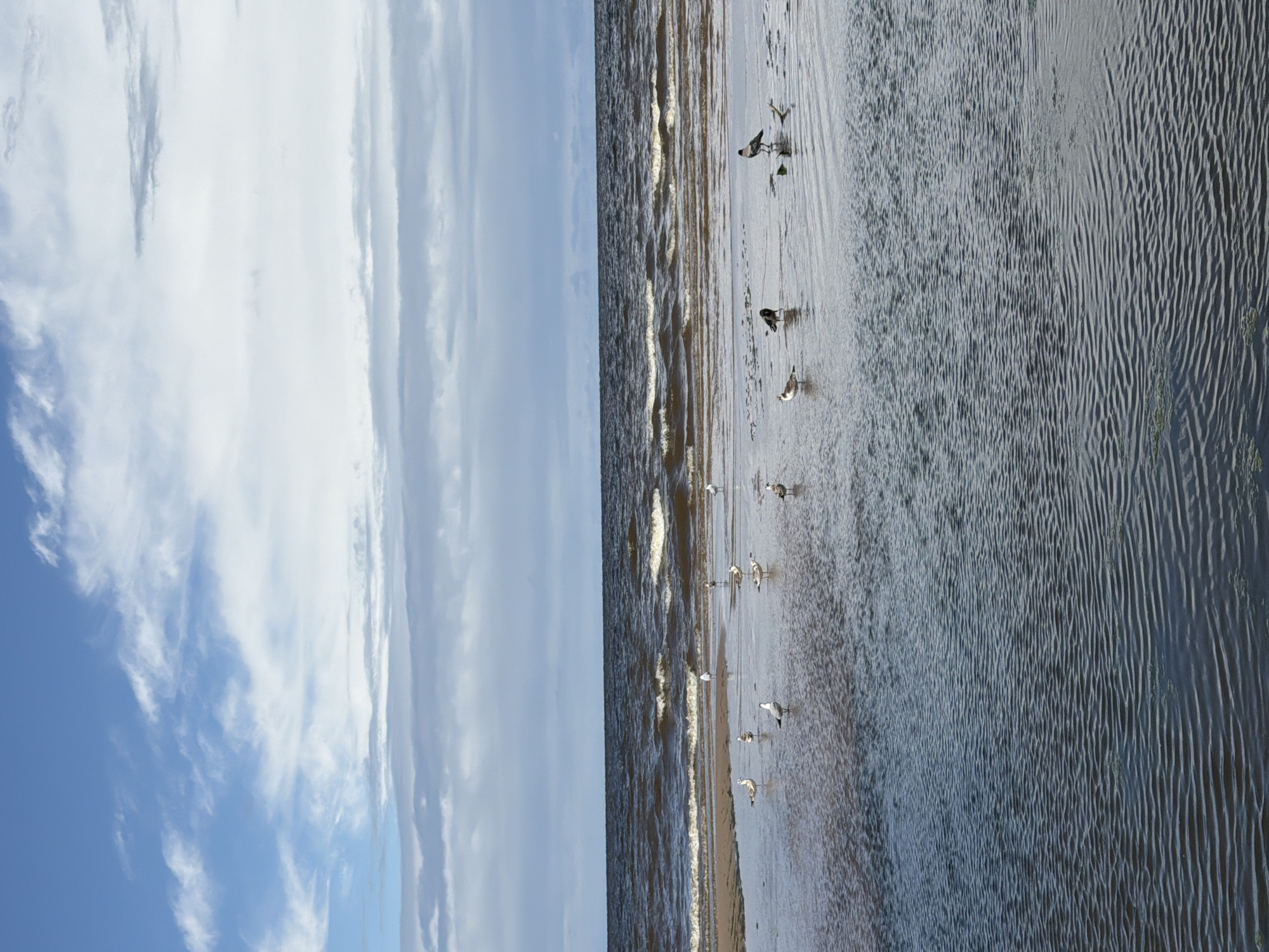 A flock of seagulls and two dark birds are gathered on a wet sandbar at the edge of the Baltic Sea. The water is calm with small ripples, and the sky is partly cloudy with white clouds scattered across a blue expanse. The scene appears to be a natural coastal environment.