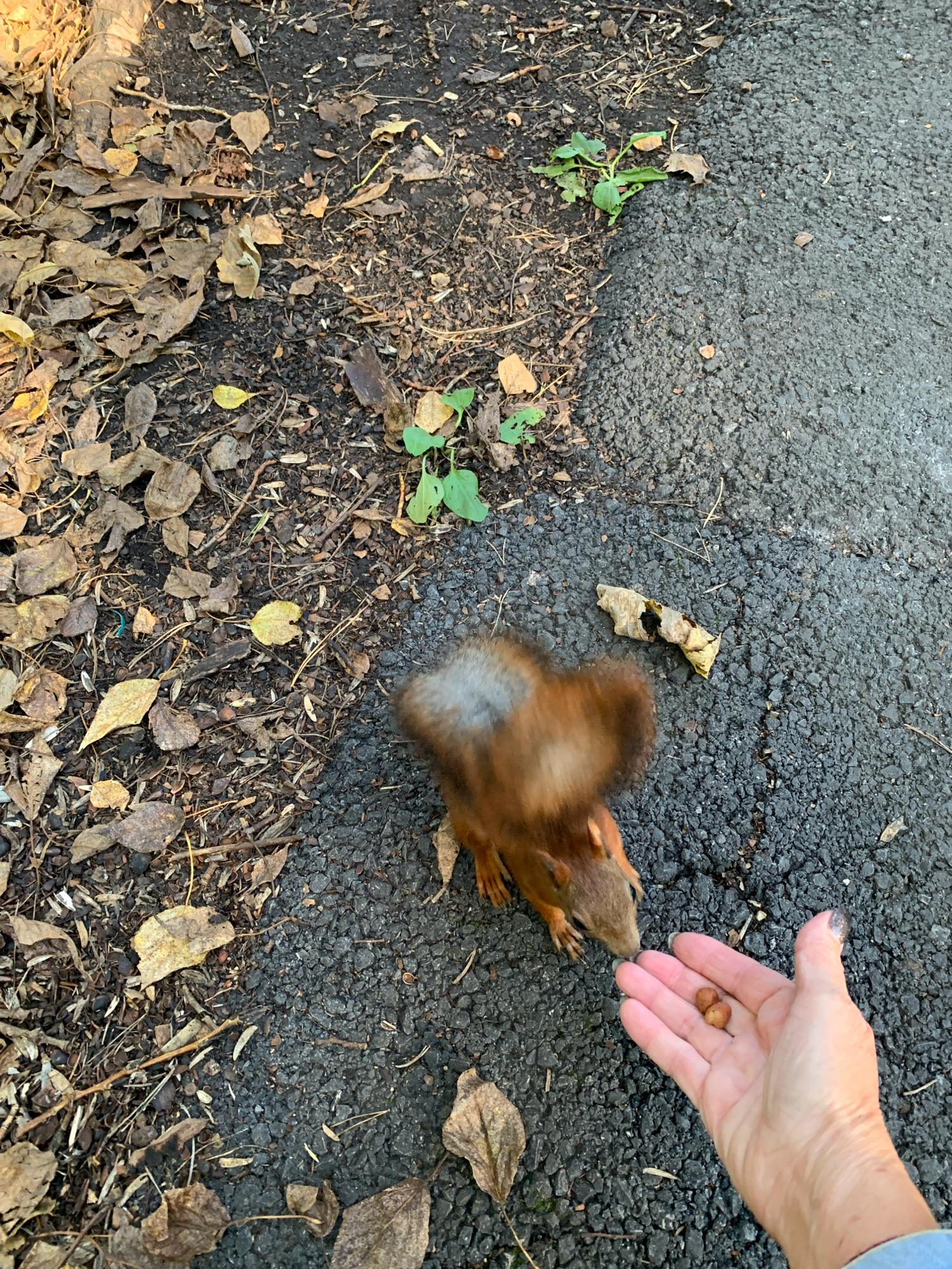 The image shows a close-up, overhead view of a squirrel being fed nuts by a hand. The squirrel is in motion, its fur appearing slightly blurred, suggesting it is reaching for the food. The nuts are held in an open palm. The environment is an outdoor setting, with a split surface of dark asphalt and a darker, uneven ground covered with dry leaves, twigs, and some small green sprouts. The lighting suggests it is daytime, with sunlight casting shadows. There is no indication of the specific location being Prokopyevsk, Russia.