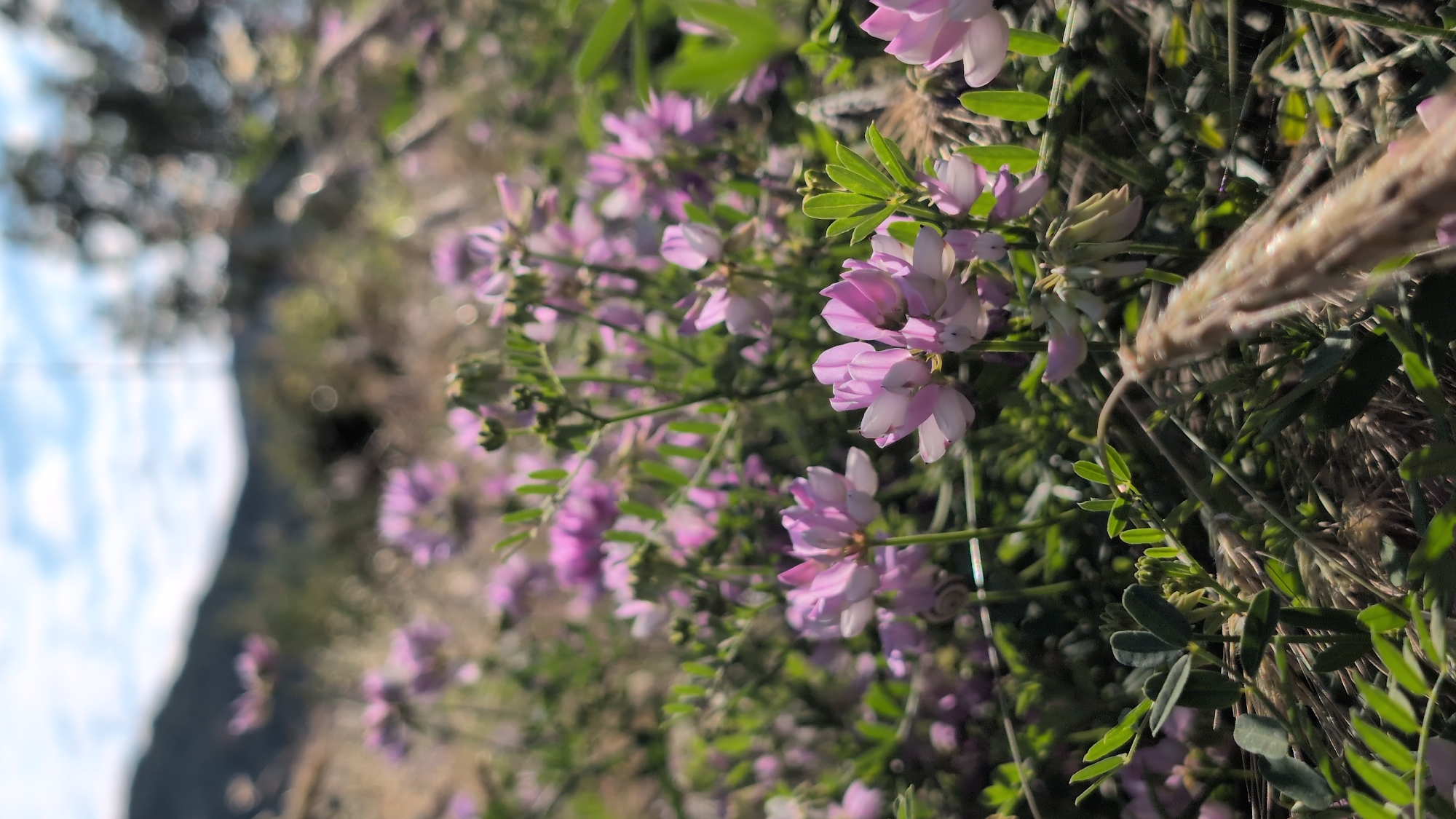 A low-angle, full shot captures a patch of pinkish-purple wildflowers in soft focus, with a blurry green hillside and blue sky in the background. The flowers are clustered tightly together, with some fully bloomed and others in bud. Green leaves and stalks are visible amongst the flowers, and a few blades of dry grass are also present. The lighting suggests it is daytime. The image does not show any people, actions, or interactions. The location is unknown.