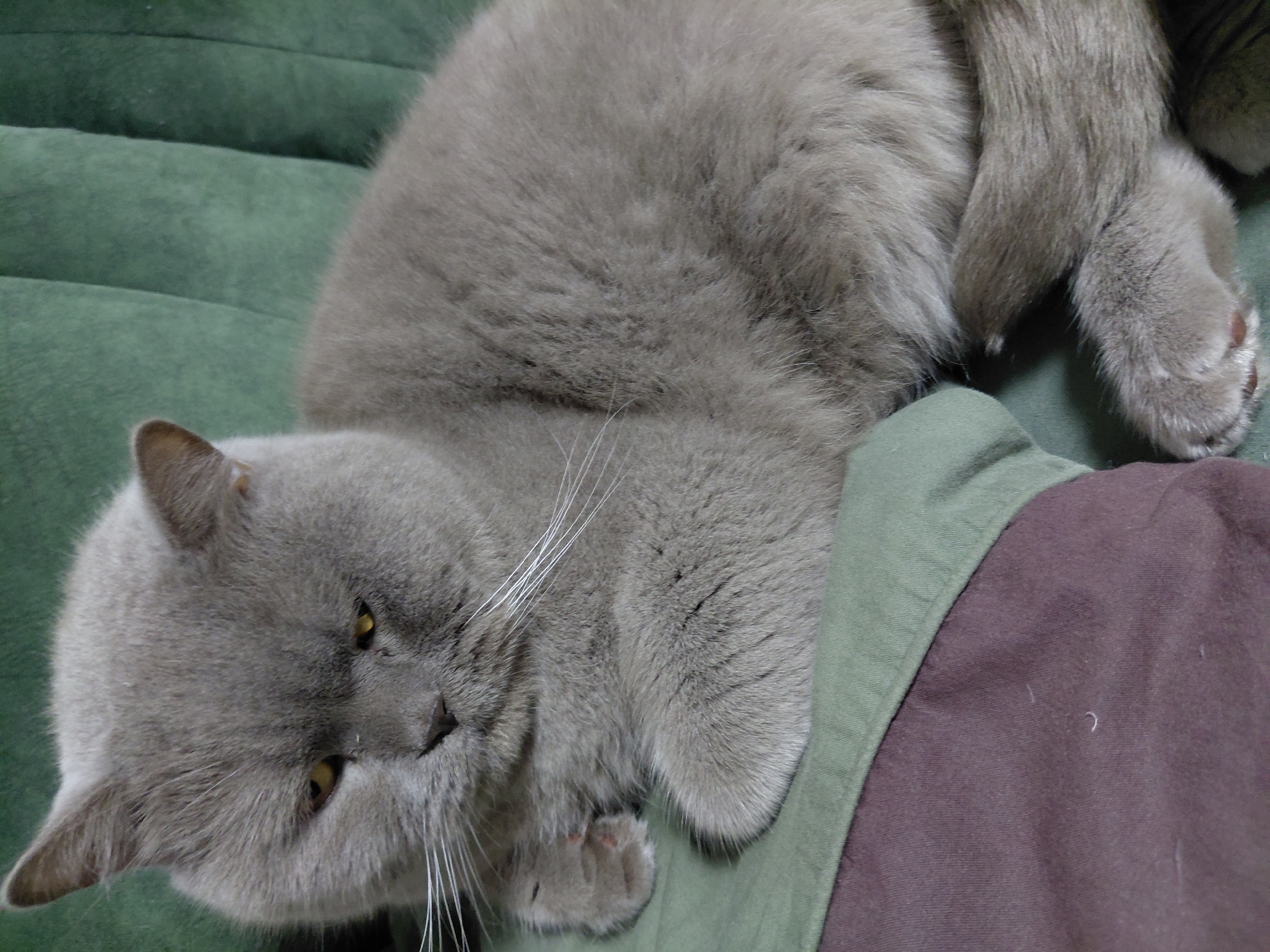 The image shows a close-up of a grey British Shorthair cat resting on a green and brown fabric surface. The cat's fur is dense and appears soft. Its eyes are yellow and partially closed, and its whiskers are long and white. The cat is positioned on its side, with its front paws tucked beneath its chin and its hind legs extended. The background consists of a textured green fabric, likely a couch or chair. The overall scene is indoors, with soft lighting. The location in Chernivtsi, Ukraine, is not discernible from the image.