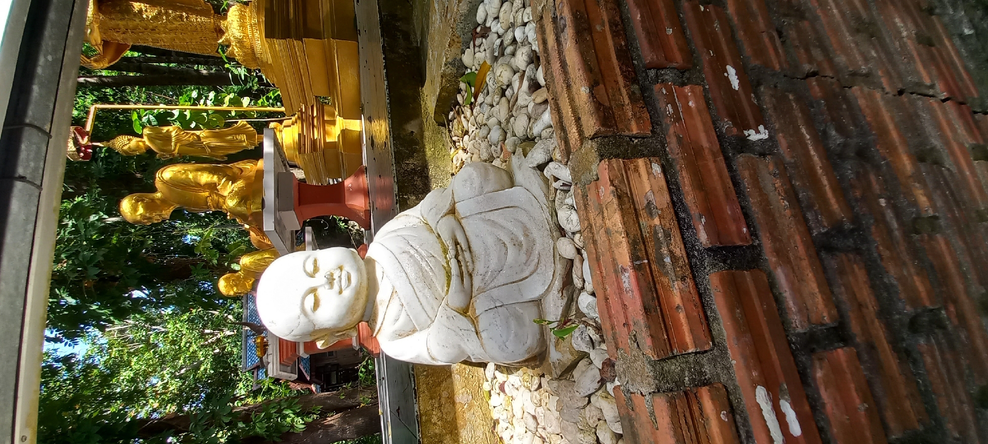 An outdoor scene captures a white stone statue of a young, serene figure, possibly a monk or a young Buddha (such as Phra Sangkajai), seated in a meditative pose. The statue is positioned amidst white, smooth pebbles. To its right, a border or pathway is defined by reddish-brown terracotta tiles, showing signs of weathering and moss growth.
In the background, several ornate golden statues of Buddha or monks are visible, some standing and others seated, arranged on elevated platforms or pedestals. These golden figures appear to be part of a larger temple complex. Lush green foliage and trees create a vibrant backdrop, suggesting a tropical environment. A glimpse of a structure with golden elements is also visible behind the white statue.
The scene is illuminated by bright daylight, casting distinct shadows, particularly on the white statue and the ground, indicating sunny weather. The overall impression is one of tranquility and spiritual reverence. No specific activity is occurring, as the statues are static religious art. There is no visible text in the image. The location is in Moo 7, Thailand.