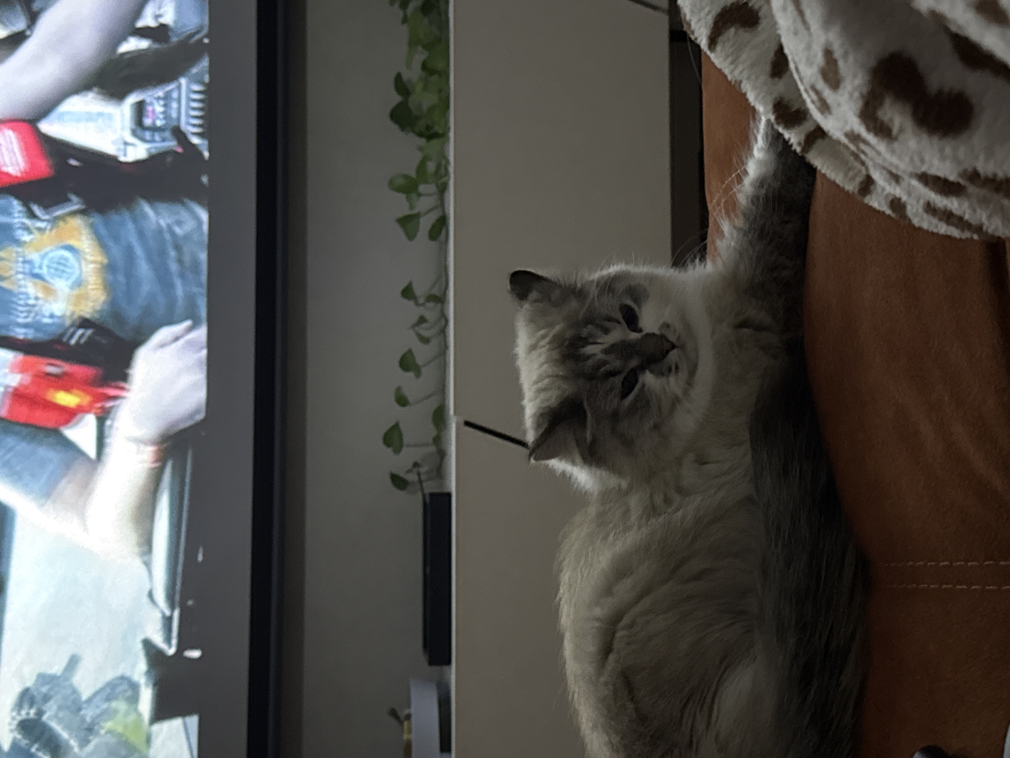 A cat lies on an orange couch covered with a white blanket with brown spots. In the background, a TV screen shows what looks like a person with gray hair and a red object. A plant is behind the screen. The scene appears to be indoors. There is no indication in this image about the location in the city of Rostov-on-Don, Russia.