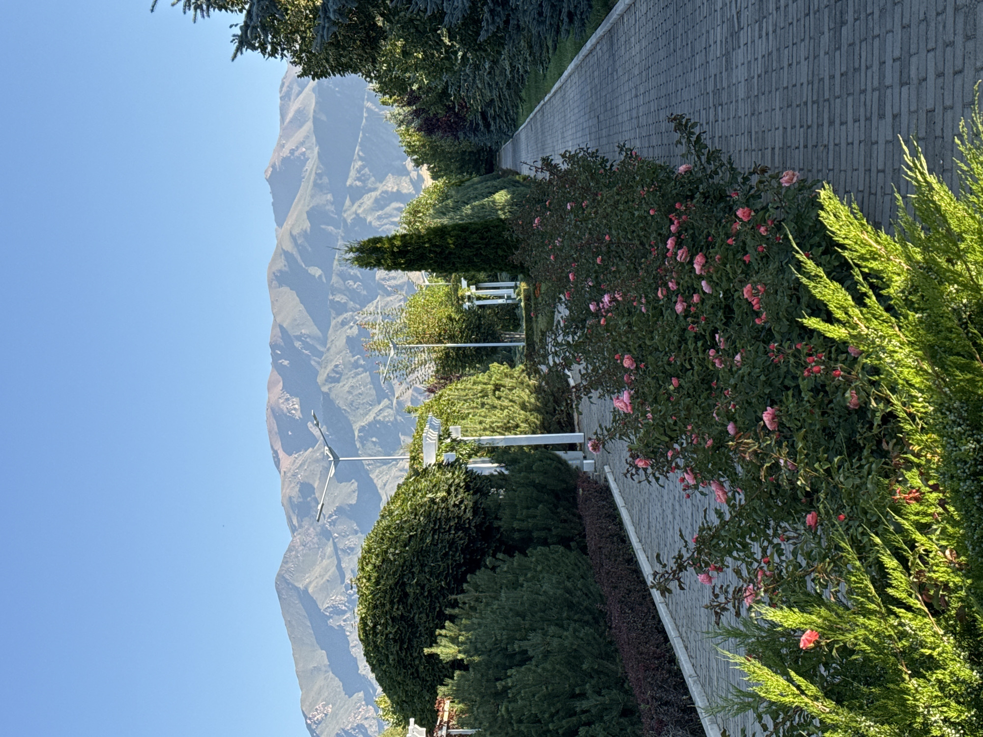 This is a vertical, medium-shot, eye-level photograph taken in the city of Sary-Oy, Kyrgyzstan, on a clear day with a bright blue sky. The scene is a pathway lined with manicured greenery and flowers, leading towards a majestic mountain range in the distance.
In the foreground, a paved pathway made of grey rectangular bricks curves to the right. To the left of the path, there is a lush, tiered garden. The closest plants are bright green, feathery bushes, some of which are catching the sunlight. Behind these, a dense row of pink roses in full bloom and various shades of green bushes create a vibrant border. Further back, neatly trimmed, dark green bushes and hedges form a dense wall of foliage. White, ornate trellises with white columns are visible peeking through the greenery, suggesting a park or garden setting. A tall, conical evergreen tree stands prominently in the middle ground.
To the right of the path, the greenery continues with more evergreen trees, including some with a distinct blue-green hue. This dense line of trees creates a natural border along the pathway.
In the background, a prominent mountain range stretches across the horizon. The mountains are rugged, with visible slopes and shadows that suggest morning or late afternoon light. The peaks have a dusty, reddish-brown hue, contrasting with the green of the landscape and the blue of the sky. A single streetlamp with two lights on a tall pole is positioned in the middle ground, between the garden and the mountains.
The image captures a serene and well-maintained outdoor space, likely a public park or a garden area, emphasizing the natural beauty of the surrounding landscape. There are no people or animals visible in the frame. The overall atmosphere is tranquil and picturesque.