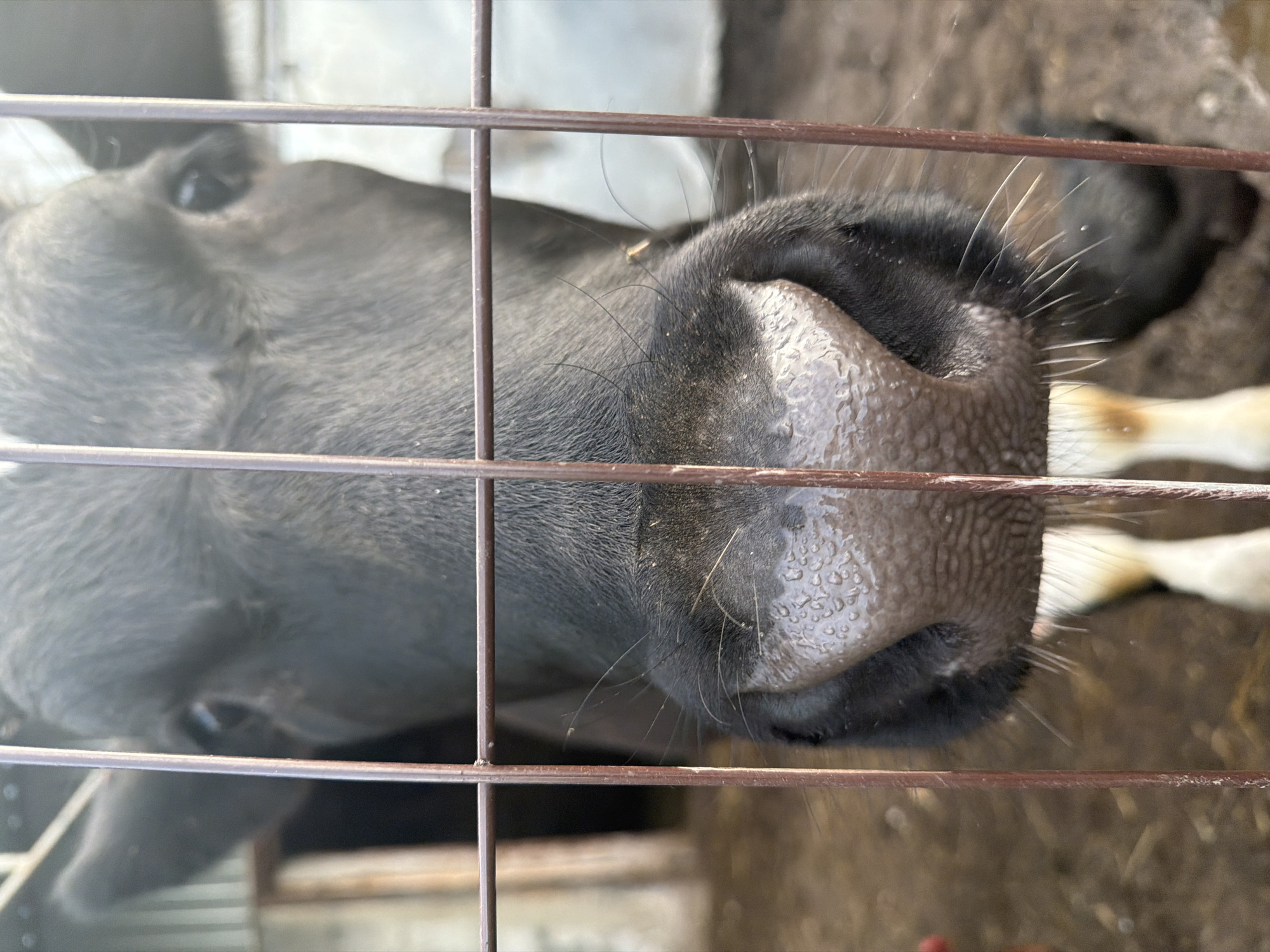 A close-up, somewhat low-angle shot through a metal cage or fence shows the head and snout of a black-and-white cow. The cage bars are arranged horizontally and vertically, partially obscuring the cow's features. The cow's black nose, covered in small bumps, is prominently centered. Several whiskers protrude from the sides of its nose. Part of the cow's head and one eye are visible to the left of the snout, while a portion of its white legs is seen to the right. The environment visible through the cage appears to be a dirt or hay-covered area.