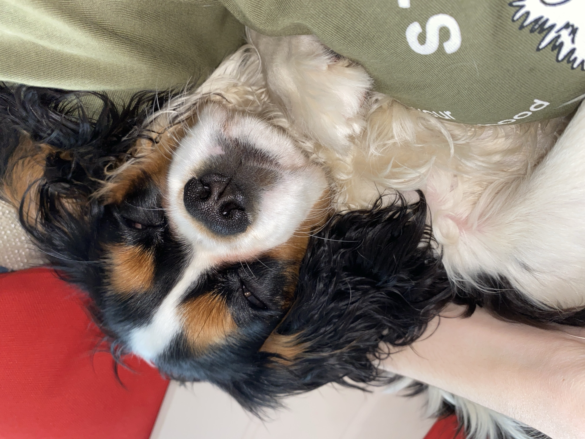 A medium-shot photo shows a dog lying upside down on a person's arm, with part of the person's chest and green shirt visible above the dog. The dog is a Cocker Spaniel, with black, brown, and white fur. The dog's face is positioned centrally, with its nose pointing upwards. The background is partially red and off-white. The location is not discernible from this image.