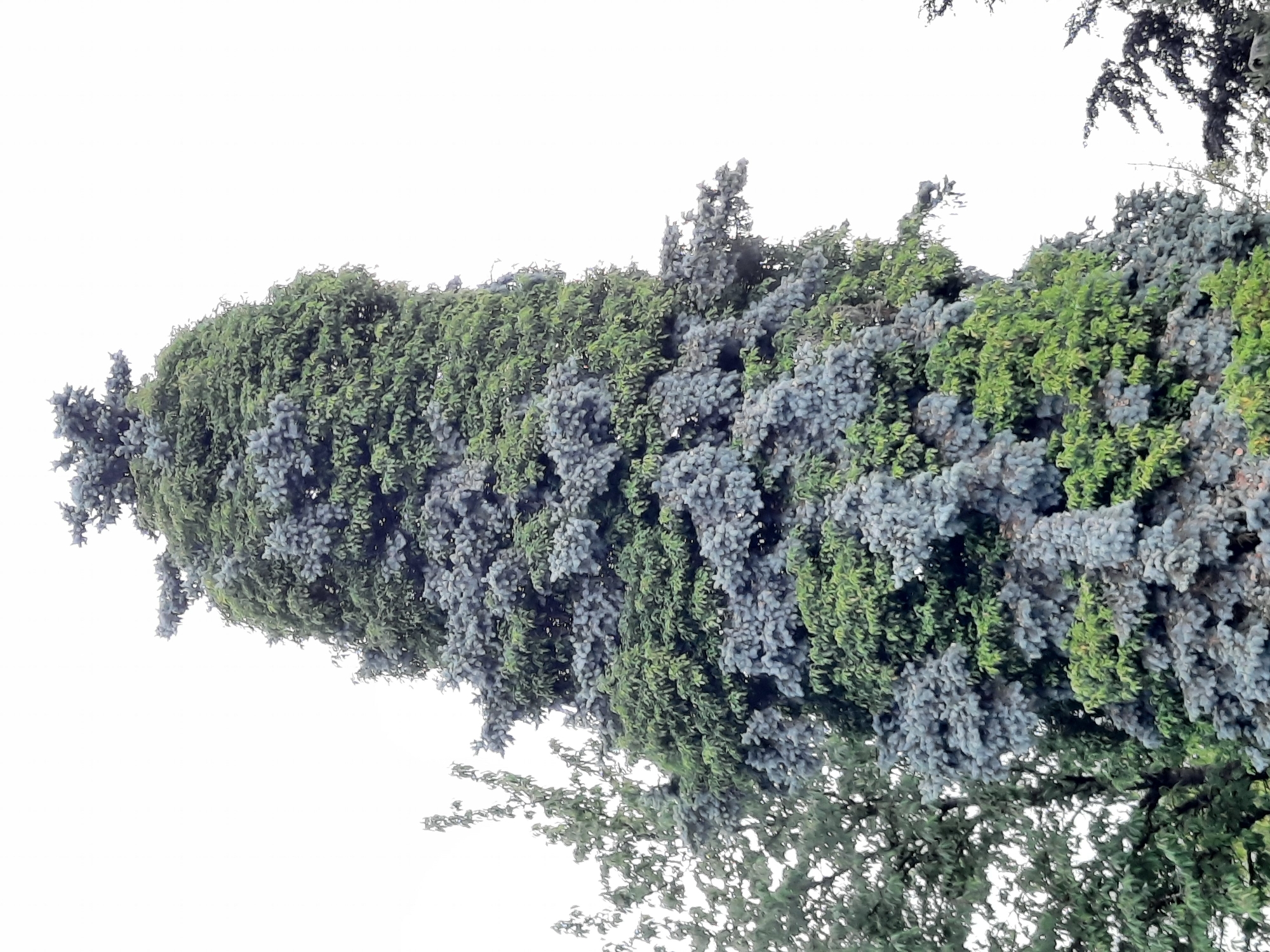 A tall, mature blue spruce tree dominates the frame, its branches densely packed with blue-green needles. The tree is situated in a park or garden setting in Rosenheim, Germany, with other greenery visible to the left and right. The sky above is overcast and a uniform white, providing a stark contrast to the dark foliage of the tree. The lower portions of the spruce have a bluish-gray hue, while the upper sections transition to a brighter green. To the left of the spruce, a lighter green deciduous tree with smaller leaves can be seen. The overall impression is one of natural beauty and a well-maintained outdoor space within the city.