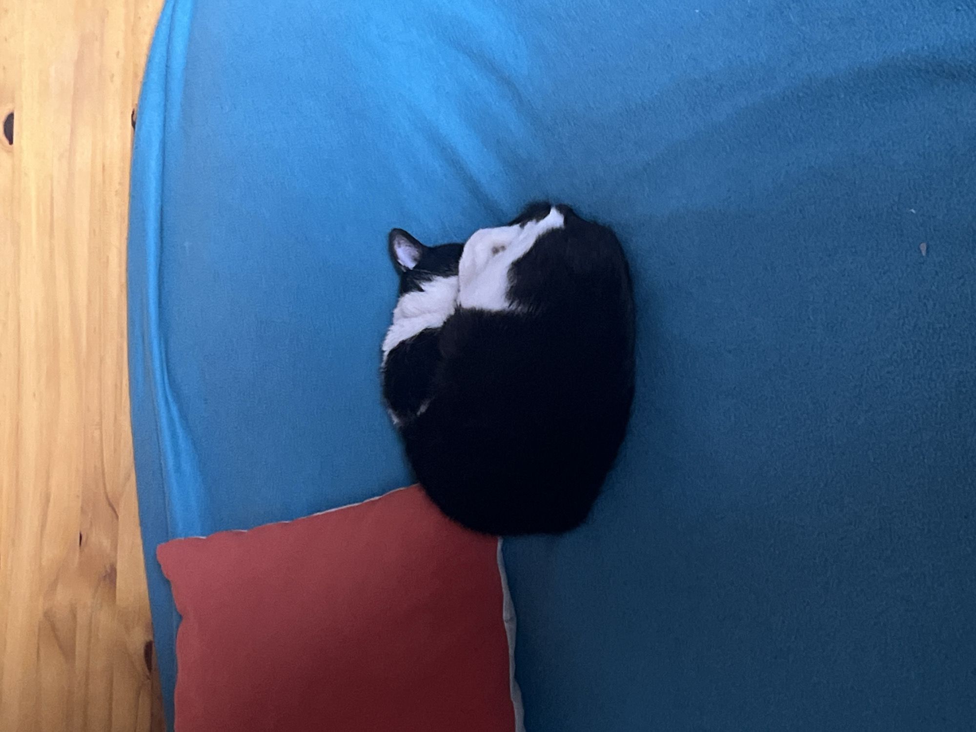 A black and white cat is curled up in a ball on a blue couch. The cat is resting on a red pillow. The couch is next to a wall of light-colored wood. The location is most likely a home, but the exact city of Ushuaia, Argentina cannot be determined from the image.