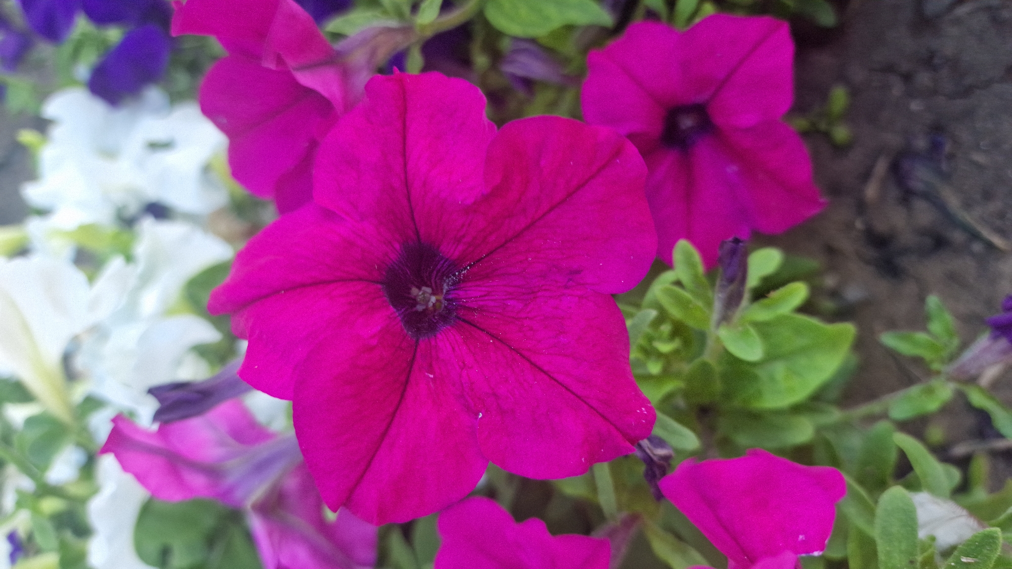 In this close-up, eye-level shot, vibrant fuchsia petunias dominate the frame, their trumpet-shaped petals unfurling in a display of color. The largest bloom, positioned centrally, showcases deep purple veins radiating from its dark center, dusted with fine pollen. Smaller fuchsia blossoms peek in from the bottom and left edges of the image, their petals softened by a shallow depth of field. In the background, out-of-focus white and dark purple flowers create a blurred tapestry of color, suggesting a garden setting. The ground beneath the flowers is a muted brown, with hints of green foliage interspersed. The lighting is even, highlighting the textures and vivid hues of the petunias. The scene is static, with no discernible action or individuals present.