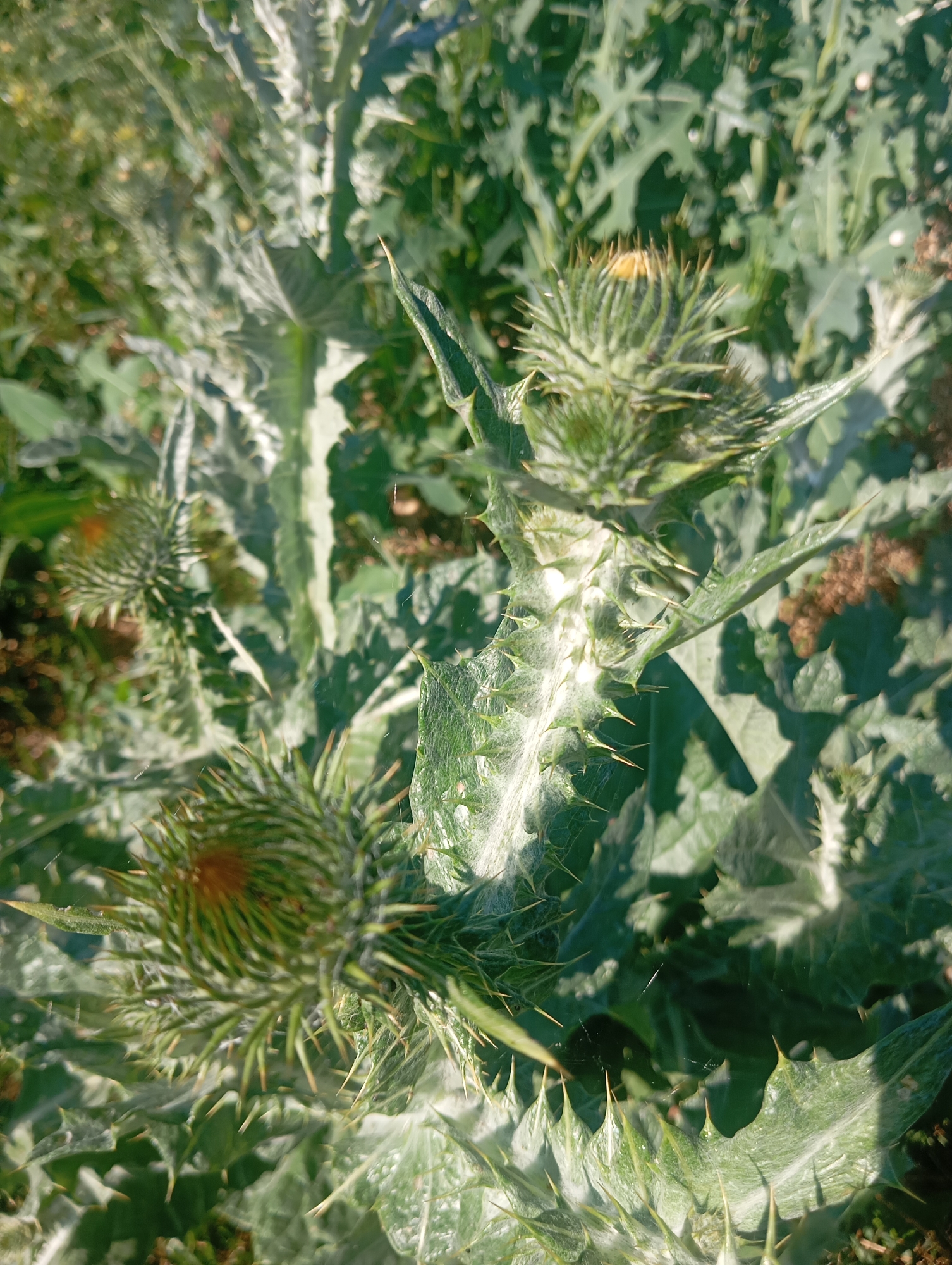The image shows a close-up, slightly blurred view of a prickly plant, likely a thistle, in a natural outdoor setting. Several flower buds are visible, some closed and green with sharp spines, others partially open with hints of yellow or orange at their tips. The leaves are large and serrated, also covered in prominent spines and a fine, whitish fuzz. The plant is bathed in sunlight, suggesting it is daytime, and the dappled light and shadows indicate a sunny or partly cloudy day. The background is a blur of green foliage and some brown earth, consistent with a garden or wild area. No people, animals, or text are visible. The overall impression is a detailed, somewhat abstract portrayal of a hardy, spiky plant in its natural environment. The location context is Sofiivska Borshchahivka, Ukraine.
